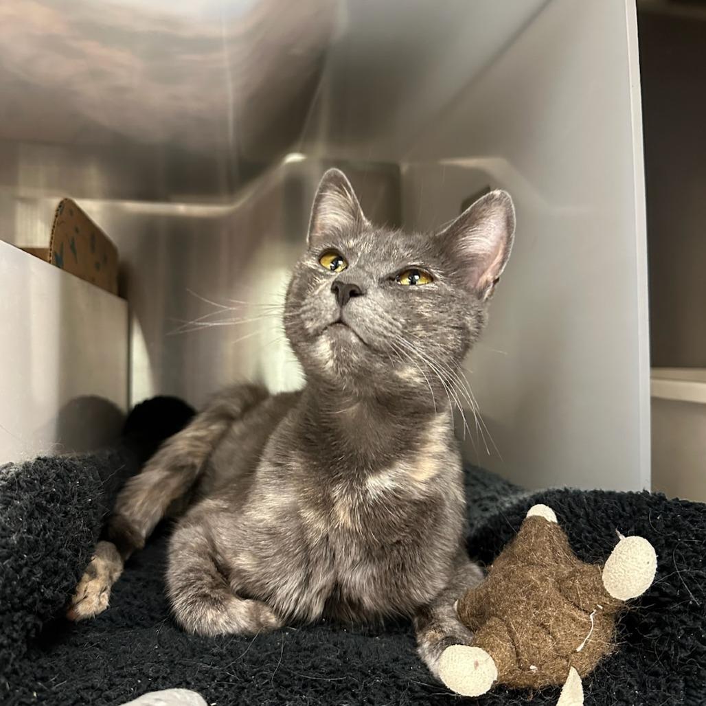 Lindy, Adoptable, Adult Female Domestic Short Hair.