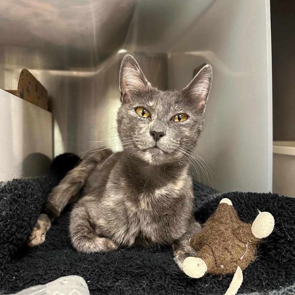 Lindy, a Adoptable Domestic Short Hair in Santa Barbara, CA image 2/2