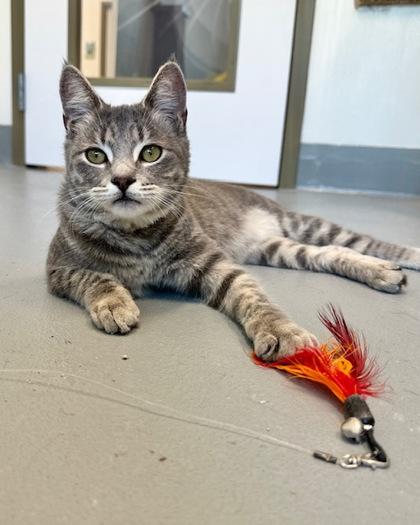 Enlarge Otter, a Adoptable mixed breed in Saint Petersburg, FL image 1/3