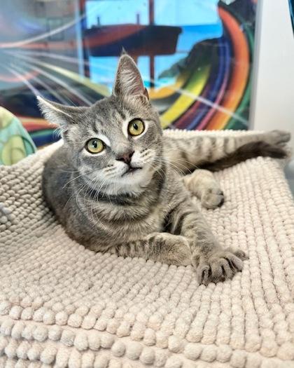 Enlarge Otter, a Adoptable mixed breed in Saint Petersburg, FL image 2/3