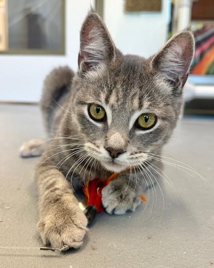 Enlarge Otter, a Adoptable mixed breed in Saint Petersburg, FL image 3/3