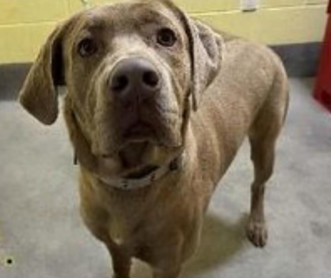 KLUTCH, a Adopted Labrador Retriever in Baltimore, MD image 1/3