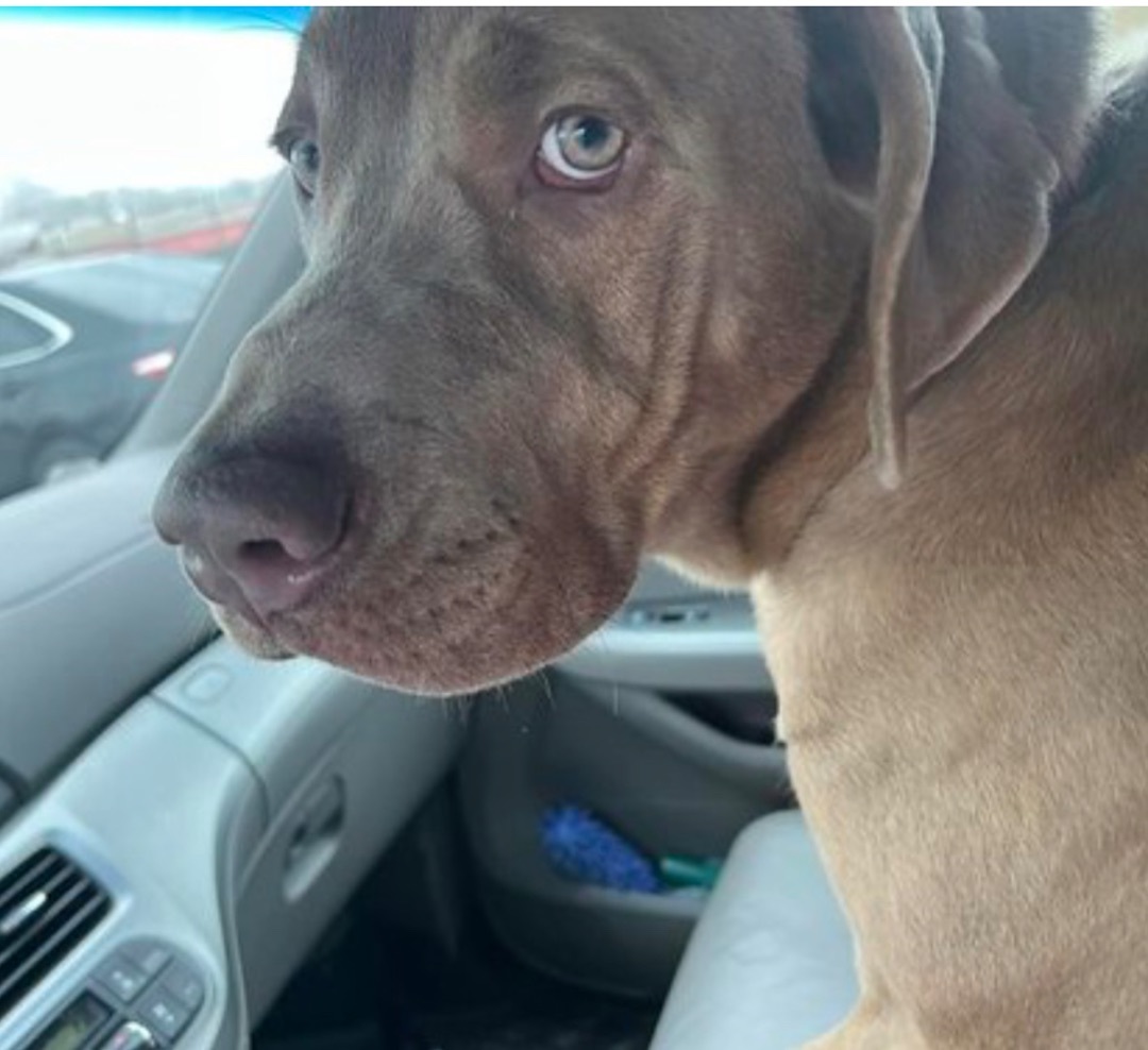 KLUTCH, a Adopted Labrador Retriever in Baltimore, MD image 2/3