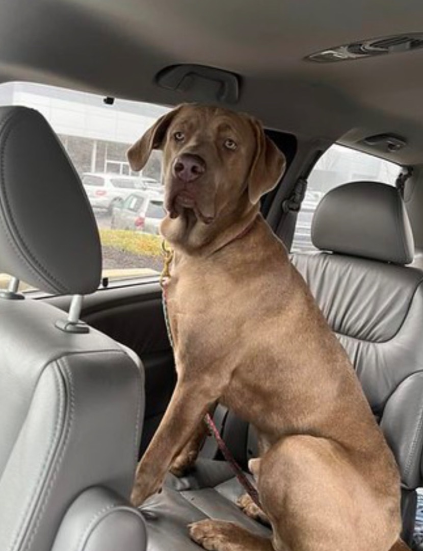 KLUTCH, a Adopted Labrador Retriever in Baltimore, MD image 3/3