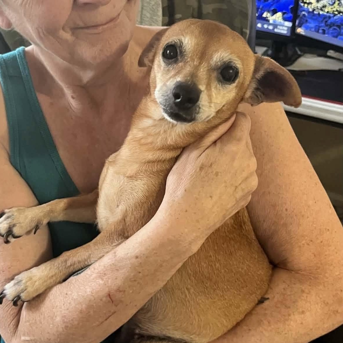Penny, ADOPTABLE, Senior Female Chihuahua.