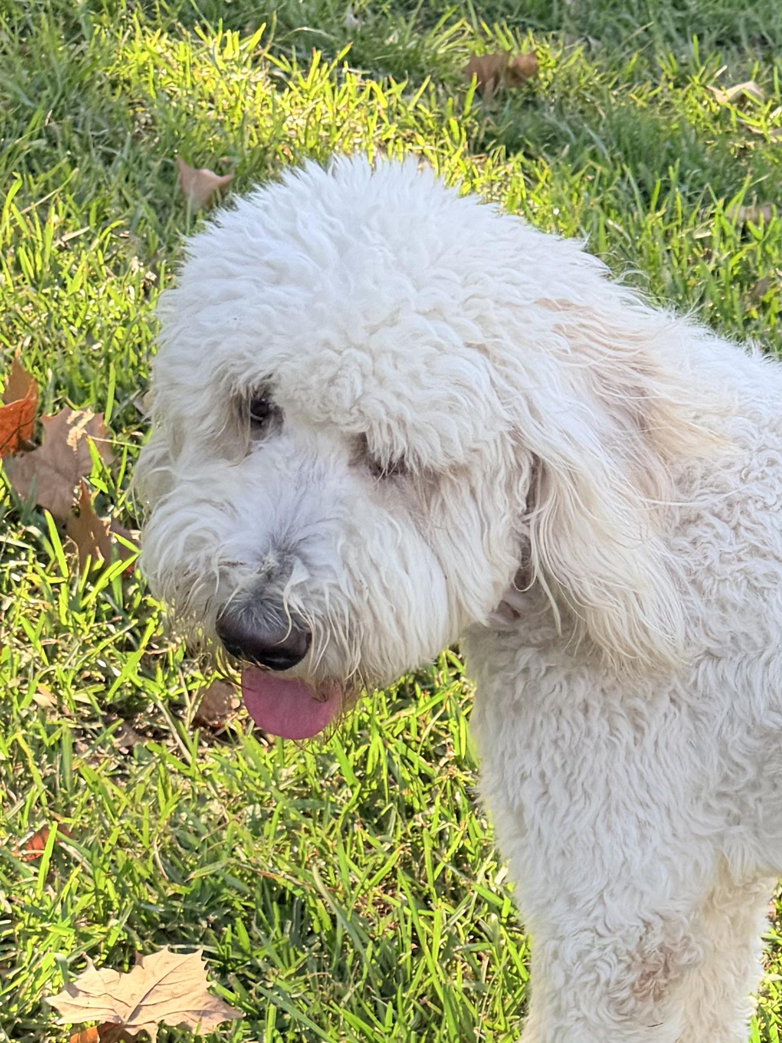 Enlarge Bailey, a Adopted Goldendoodle in Baker, LA image 1/6
