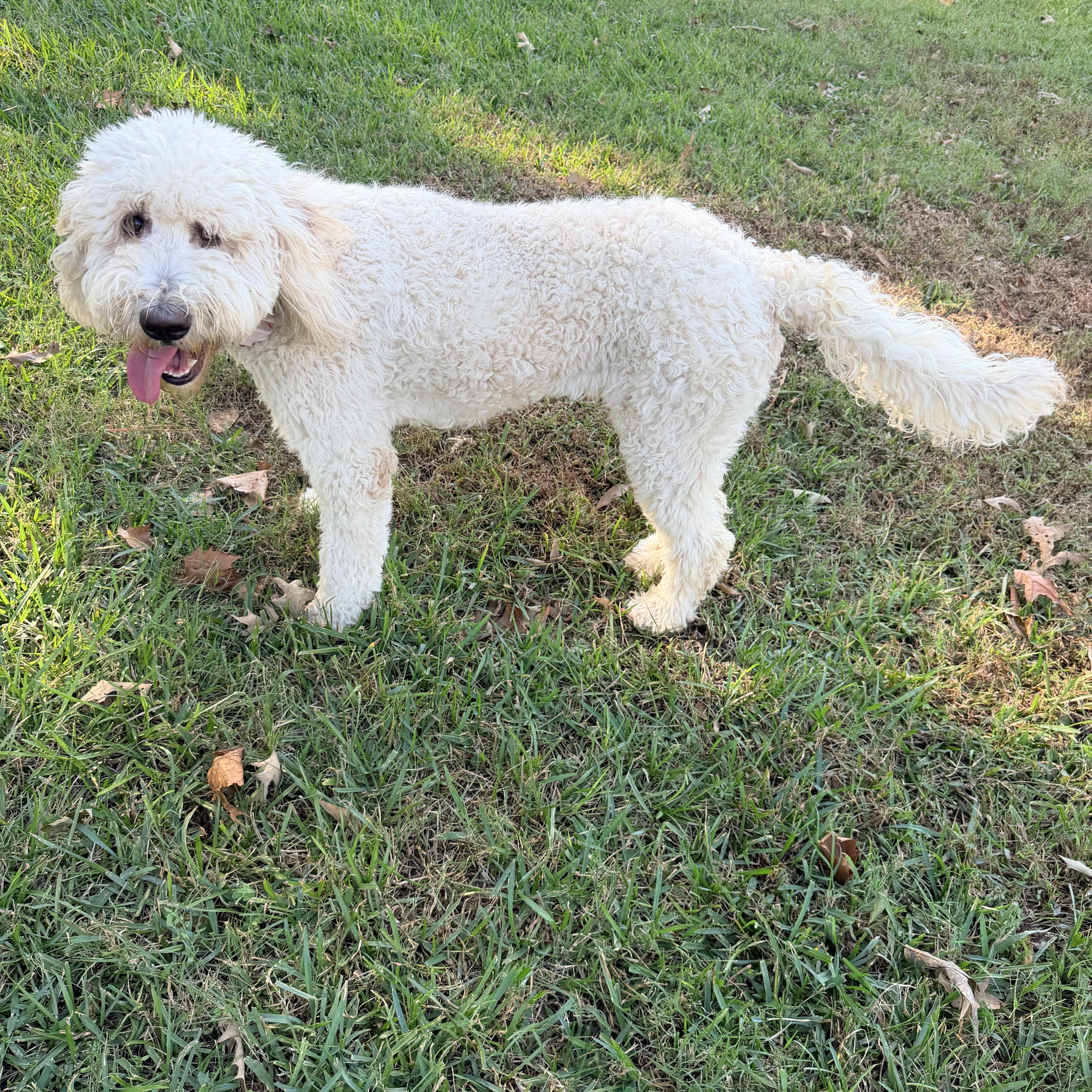Enlarge Bailey, a Adopted Goldendoodle in Baker, LA image 2/6