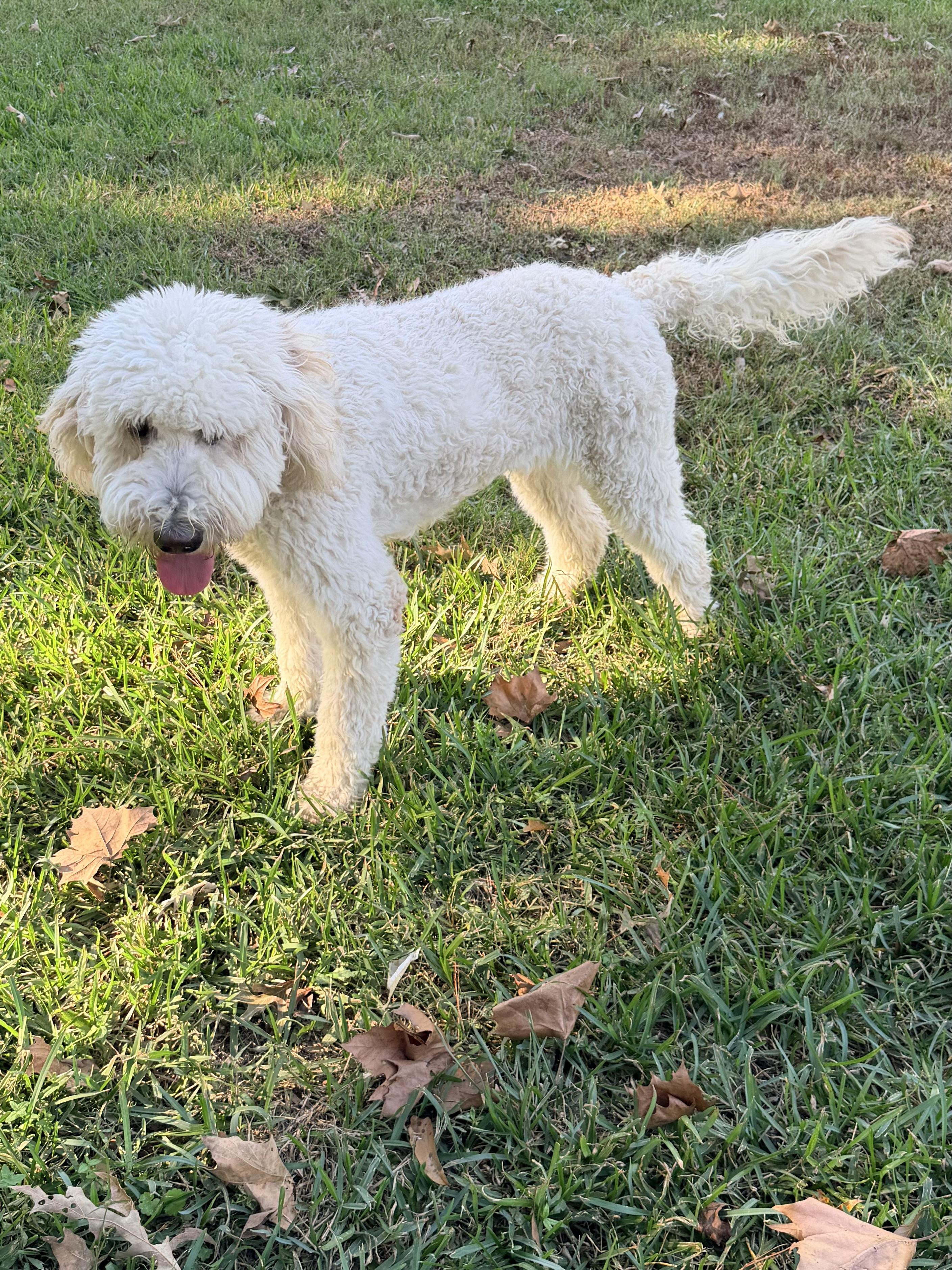 Enlarge Bailey, a Adopted Goldendoodle in Baker, LA image 5/6