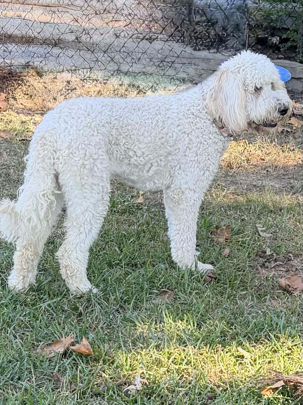 Enlarge Bailey, a Adopted Goldendoodle in Baker, LA image 3/6