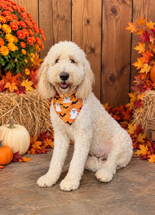 Enlarge Bailey, a Adopted Goldendoodle in Baker, LA image 4/6