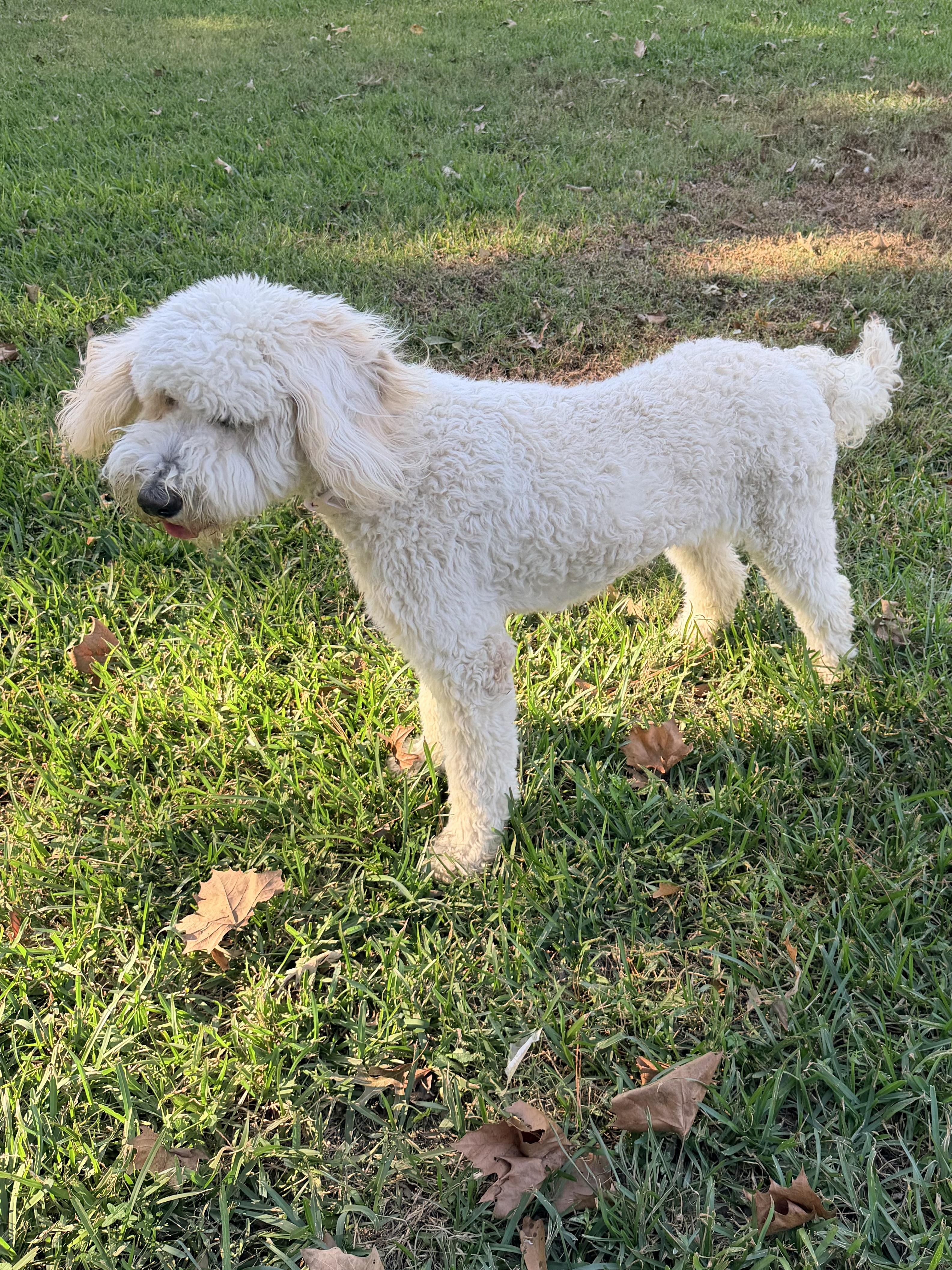 Enlarge Bailey, a Adopted Goldendoodle in Baker, LA image 6/6
