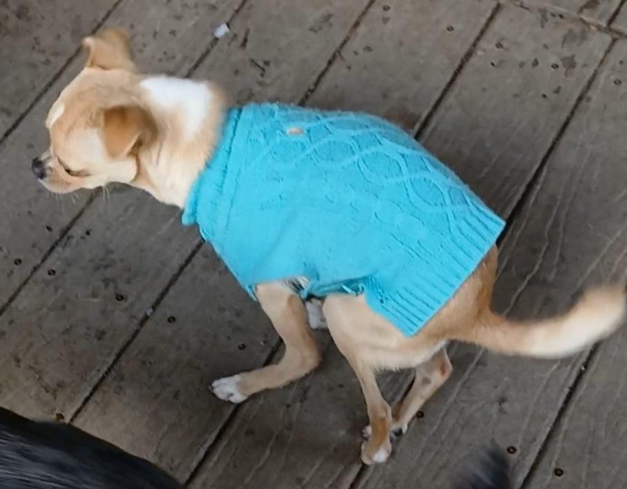 Enlarge Tinker Belle (Sweetest Little Girl EVER), a ADOPTABLE mixed breed in Newfoundland, PA image 2/5