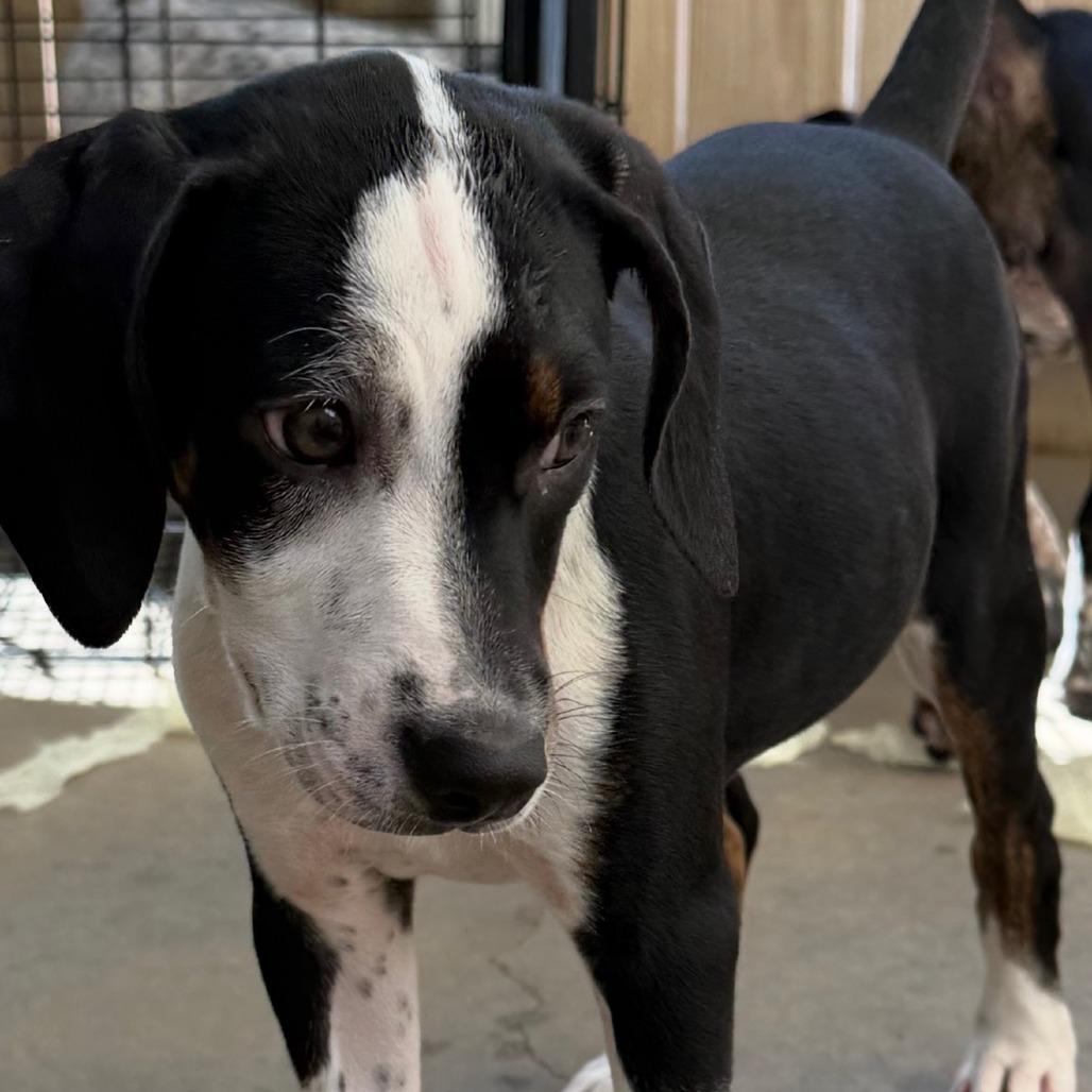 Evie, Adoptable, Puppy Female German Shorthaired Pointer & English Pointer.