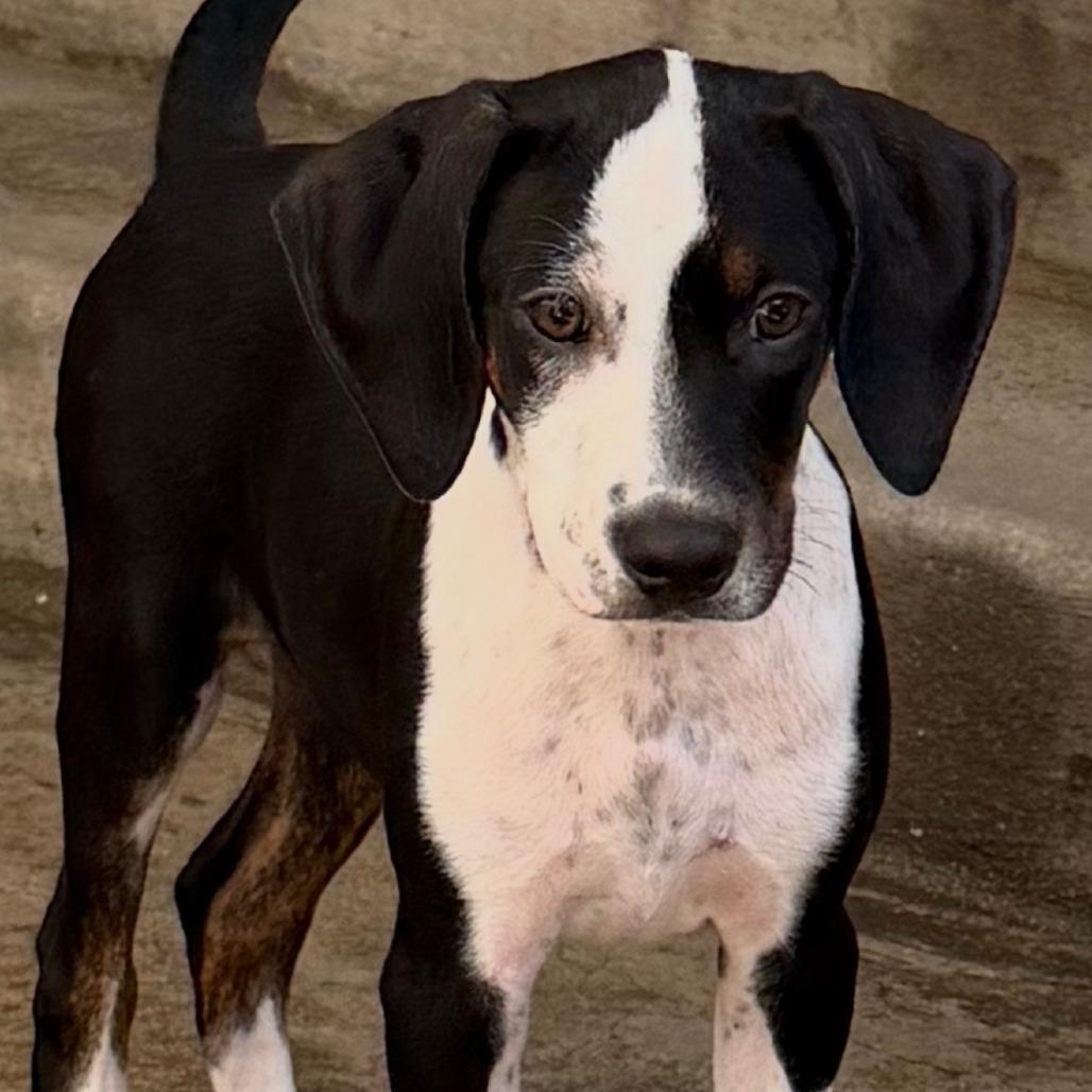 Enlarge Evie, a Adoptable mixed breed in Freeport, FL image 2/3