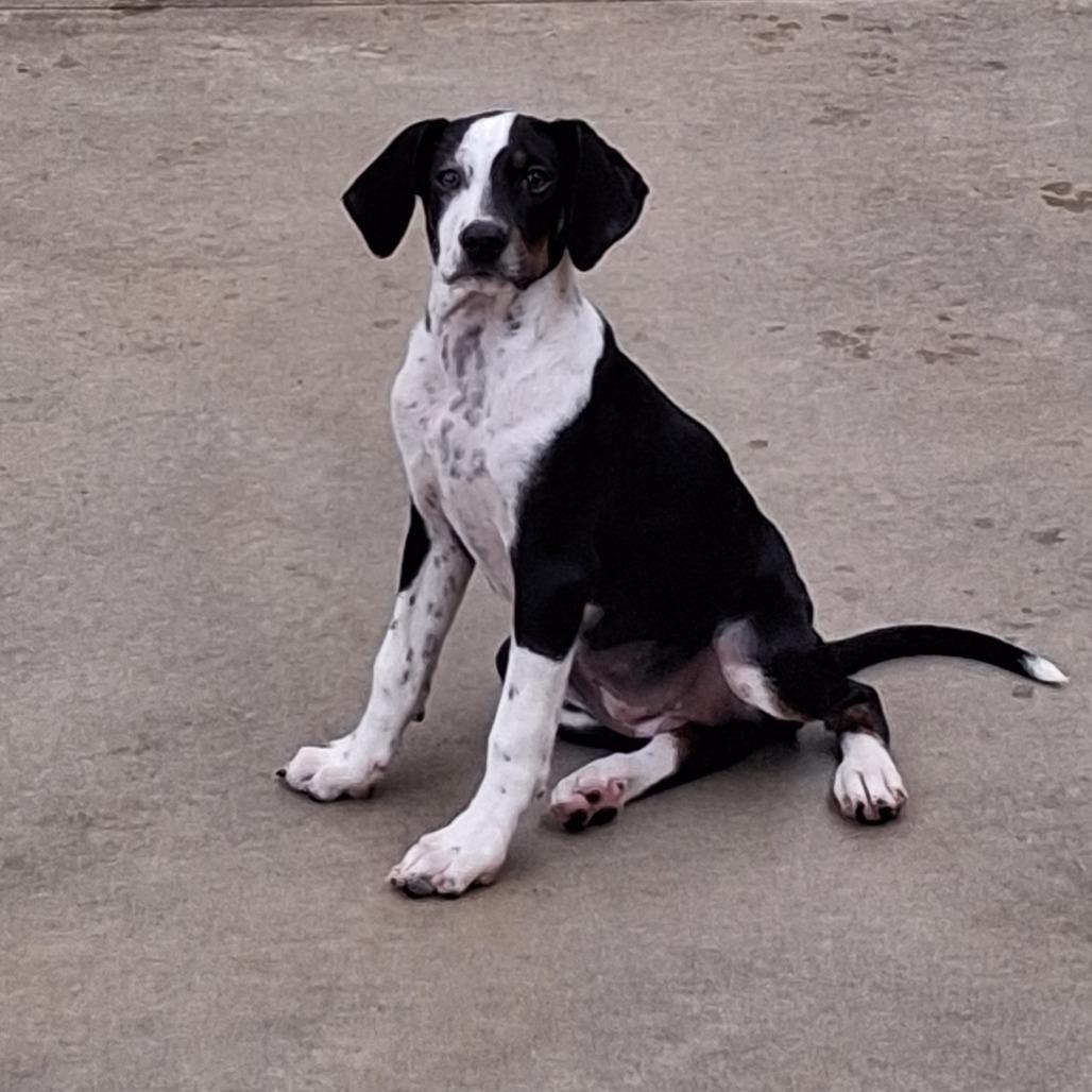 Enlarge Evie, a Adoptable mixed breed in Freeport, FL image 3/3