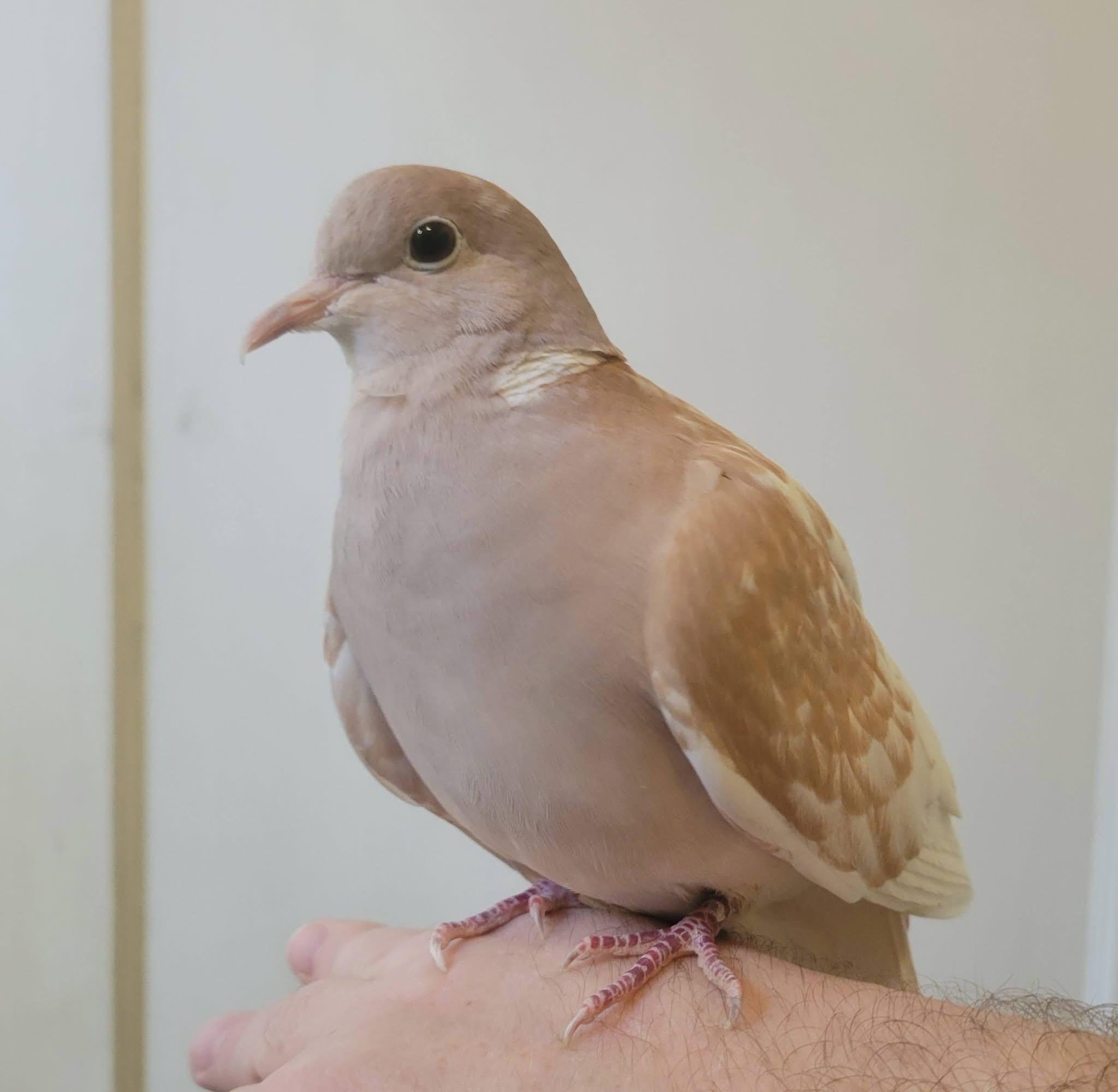 Paloma, ADOPTABLE, Senior Female Dove.