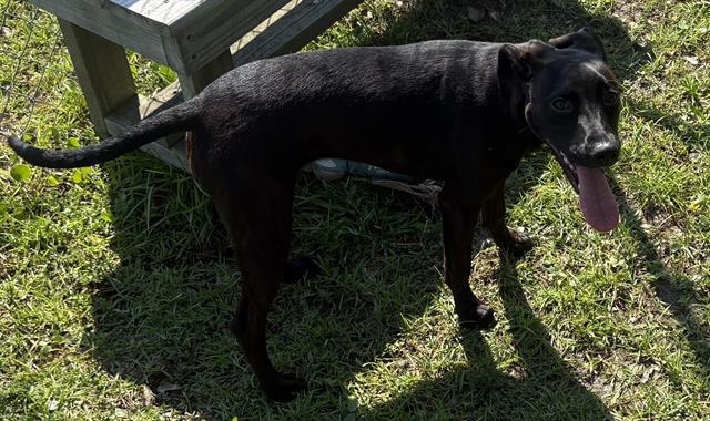 S'MORE, Adoptable, Young Female Labrador Retriever & Mixed Breed.