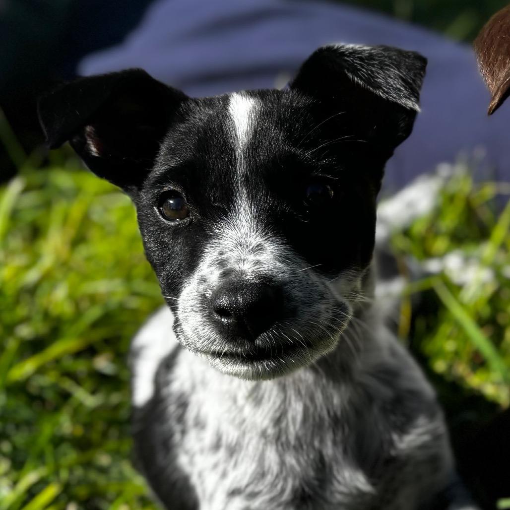 Sol, Adoptable, Puppy Male Labrador Retriever & Australian Cattle Dog / Blue Heeler.