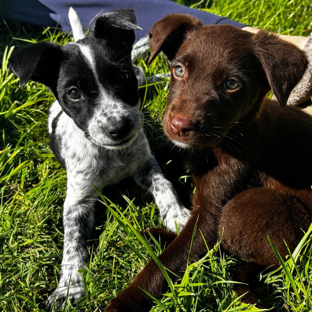Enlarge Sol, a Adoptable mixed breed in West Richland, WA image 4/5