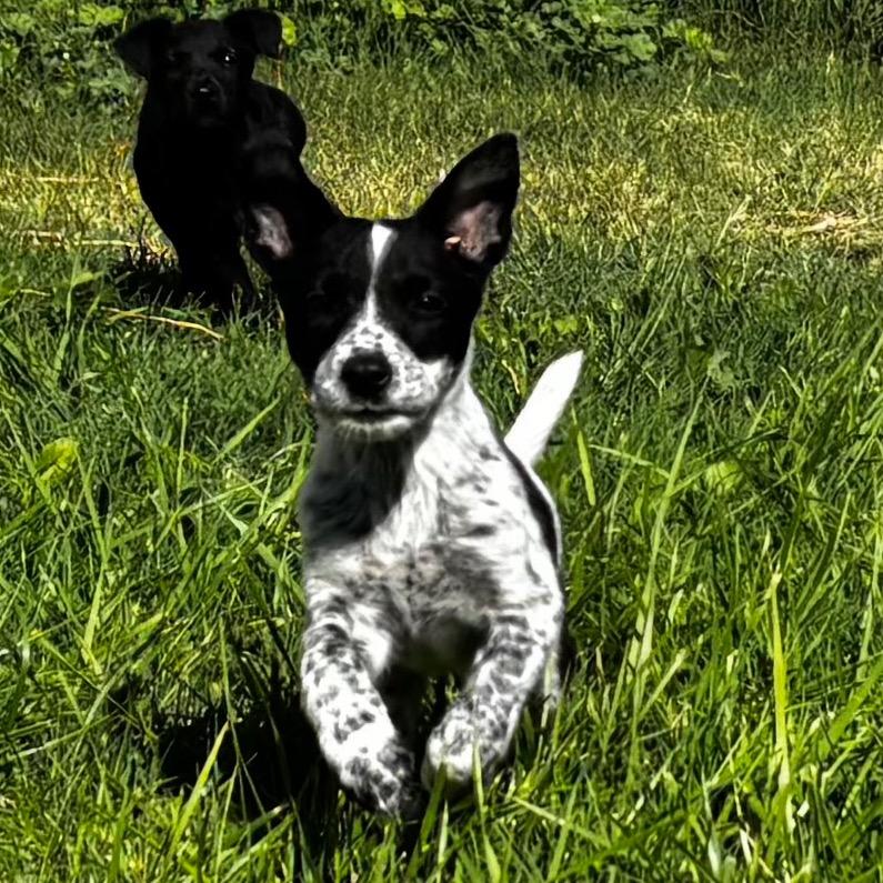 Enlarge Sol, a Adoptable mixed breed in West Richland, WA image 5/5