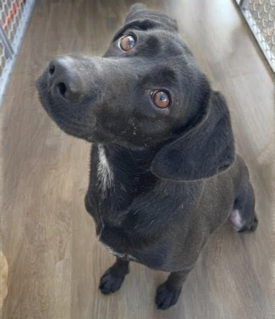 Enlarge Sybil, a Adoptable mixed breed in Hopkinton, MA image 3/6