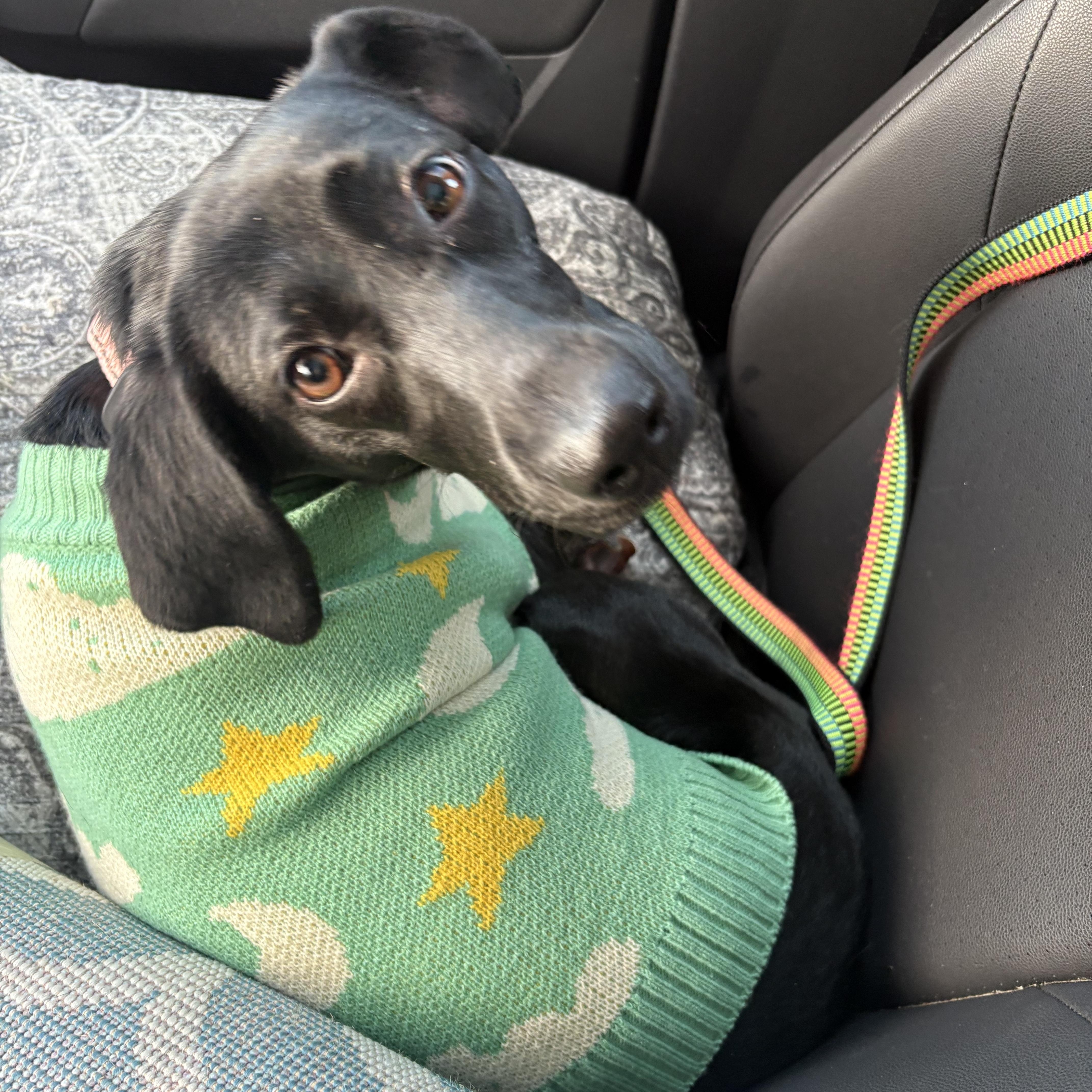 Enlarge Sybil, a Adoptable mixed breed in Hopkinton, MA image 1/6