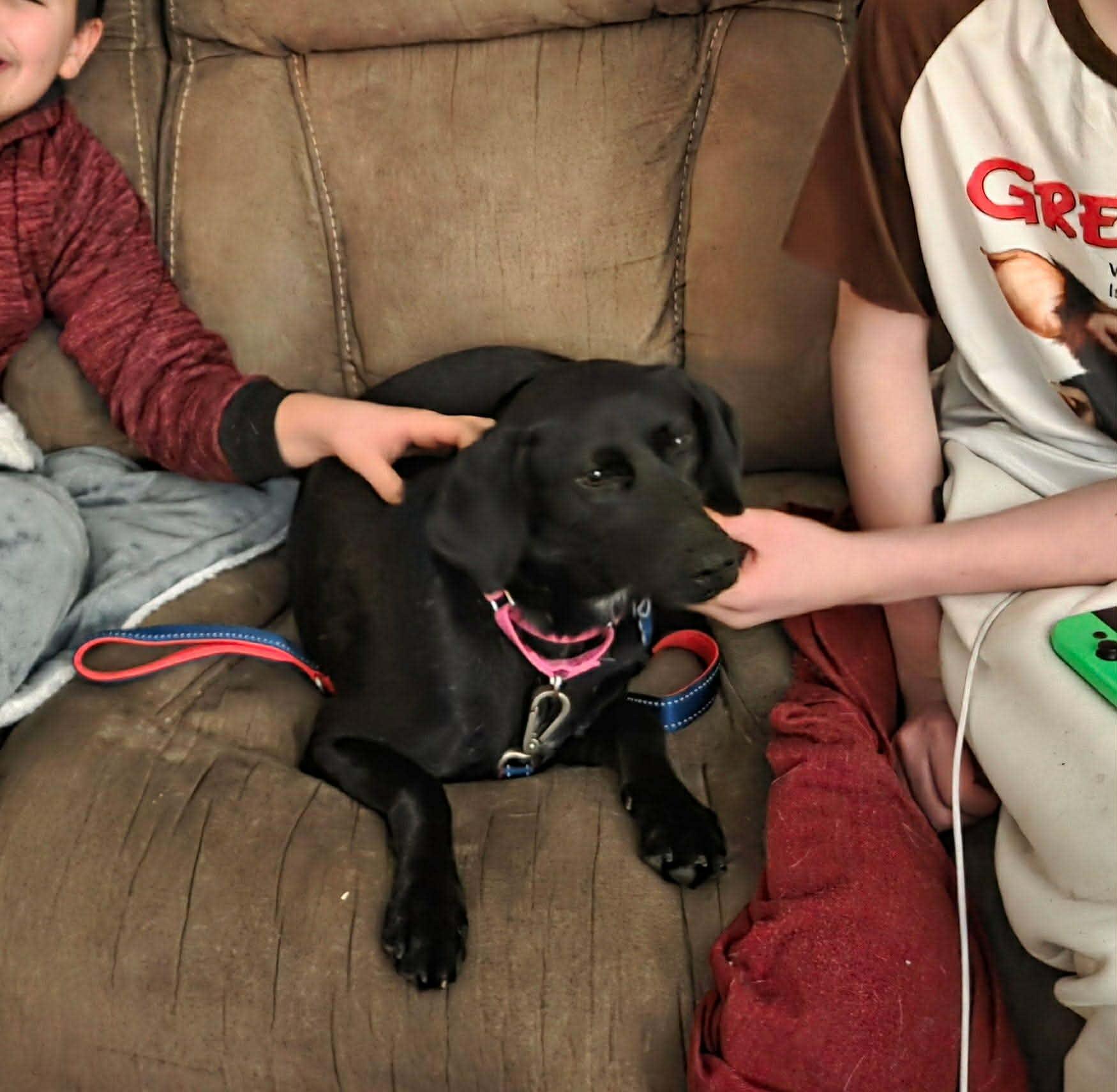 Enlarge Sybil, a Adoptable mixed breed in Hopkinton, MA image 6/6