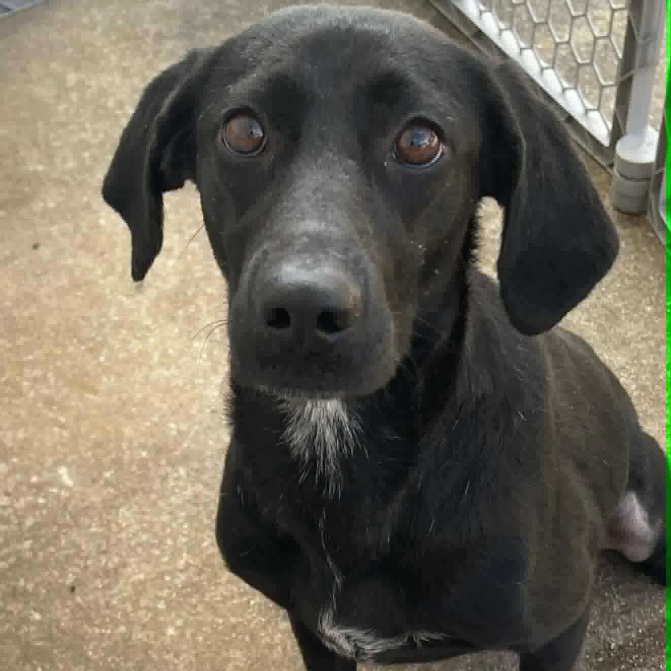 Enlarge Sybil, a Adoptable mixed breed in Hopkinton, MA image 2/6