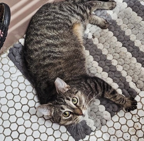 Flora, Adult Female Domestic Short Hair