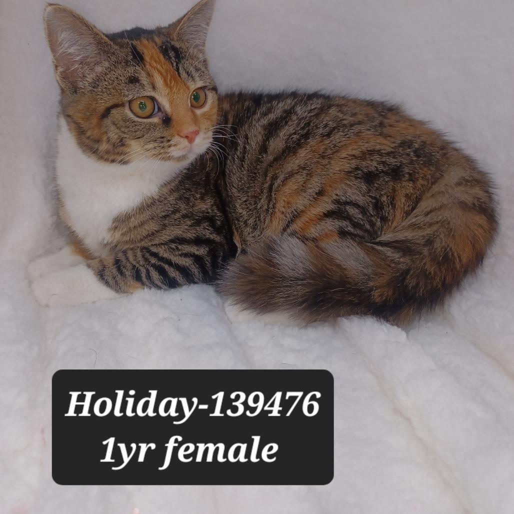Enlarge Holiday, a Adoptable Domestic Short Hair in New Tazewell, TN image 1/1