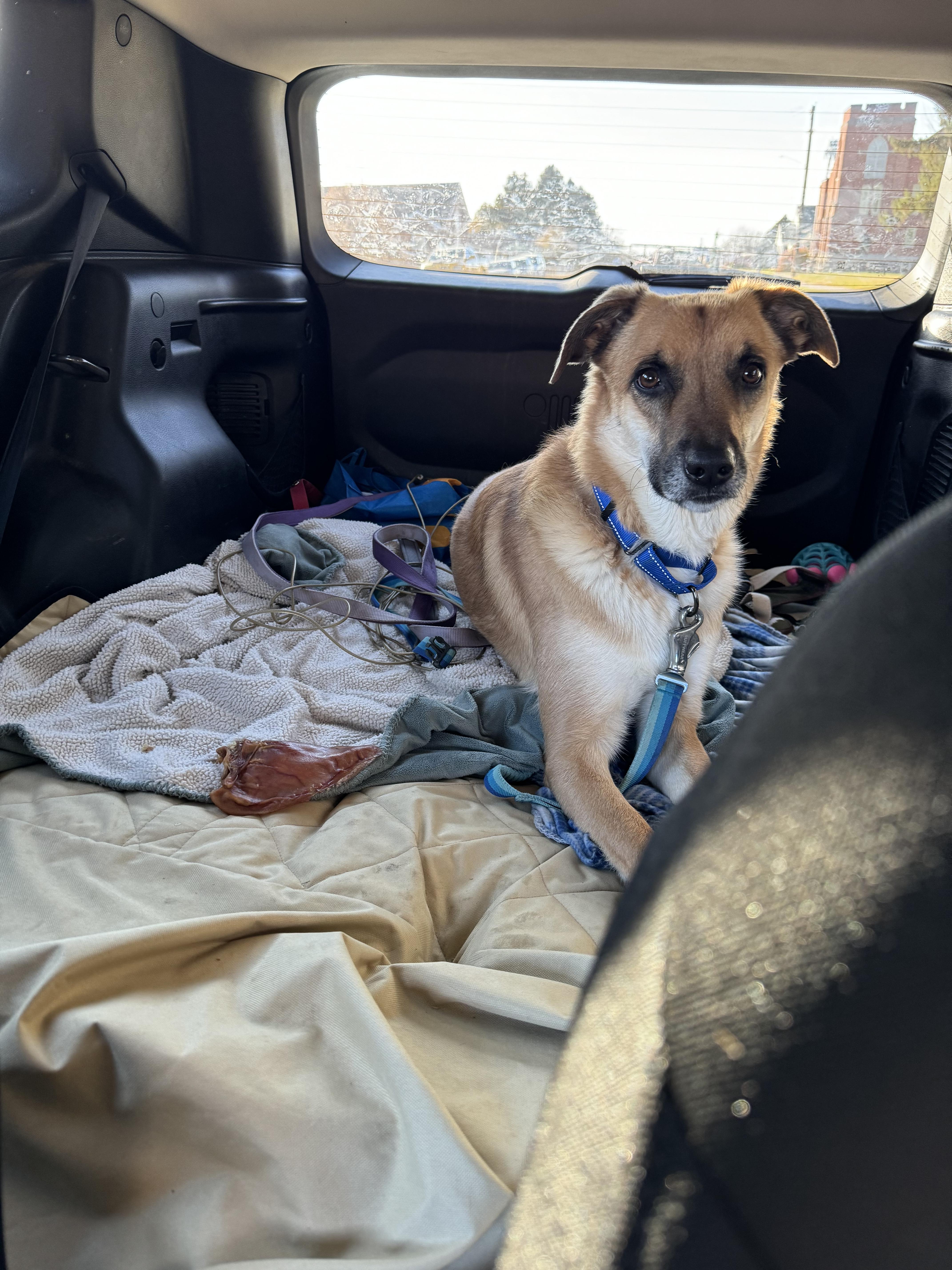 ARCHIE, Adopted, Adult Male German Shepherd Dog.