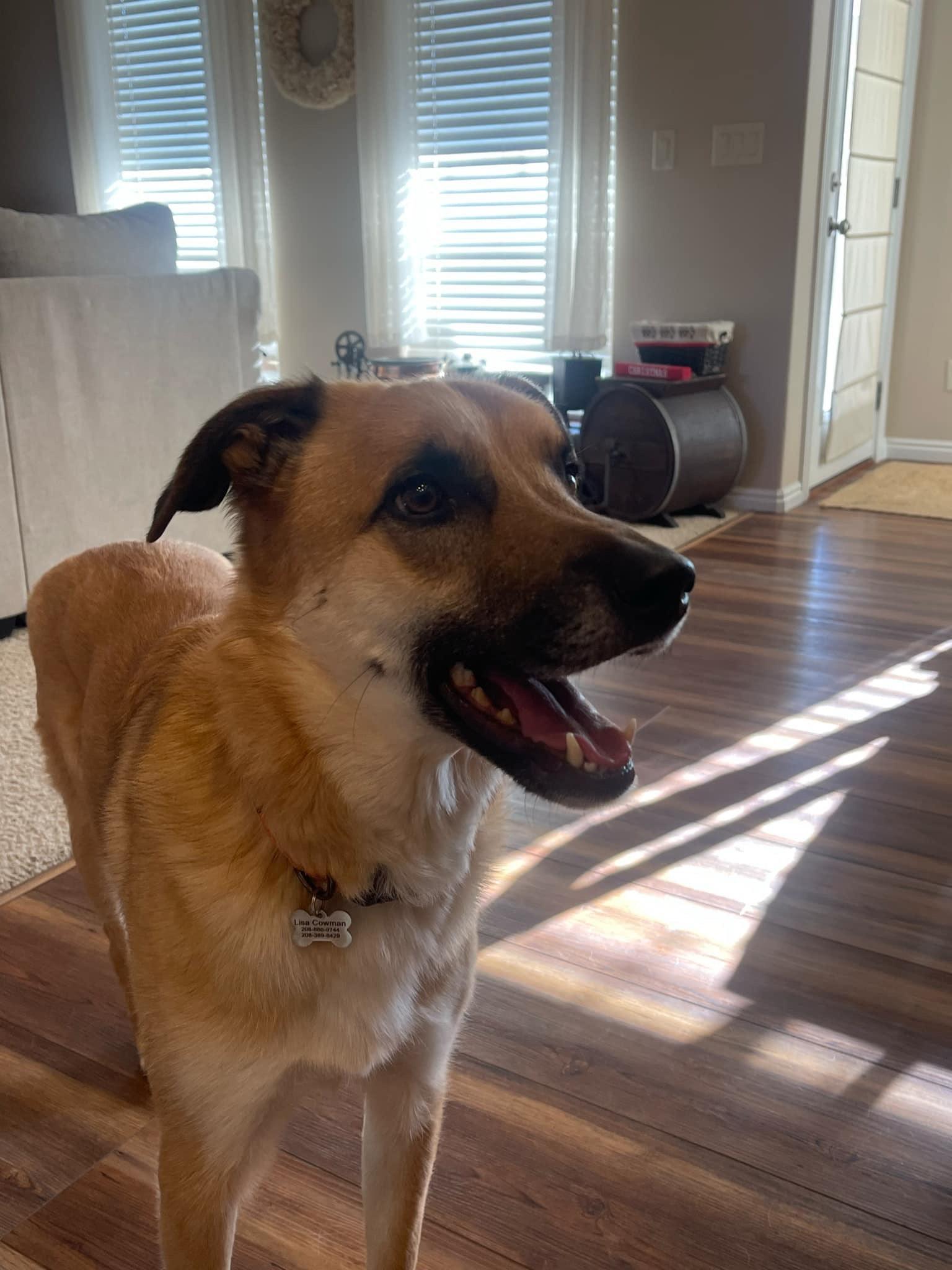 Enlarge ARCHIE, a Adopted mixed breed in Jerome, ID image 2/6