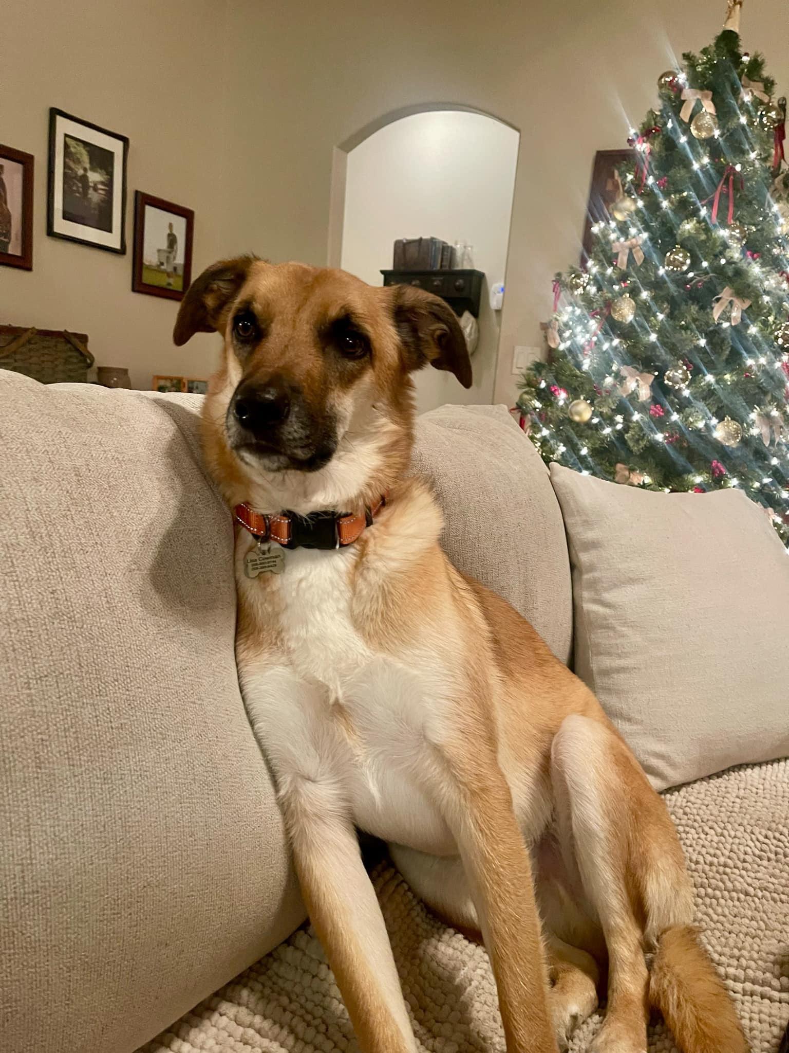 Enlarge ARCHIE, a Adopted mixed breed in Jerome, ID image 3/6