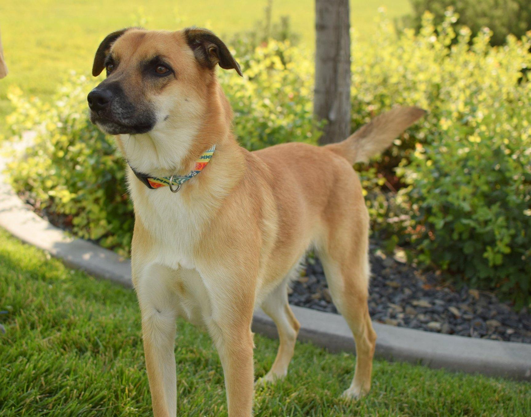 Enlarge ARCHIE, a Adopted mixed breed in Jerome, ID image 4/6