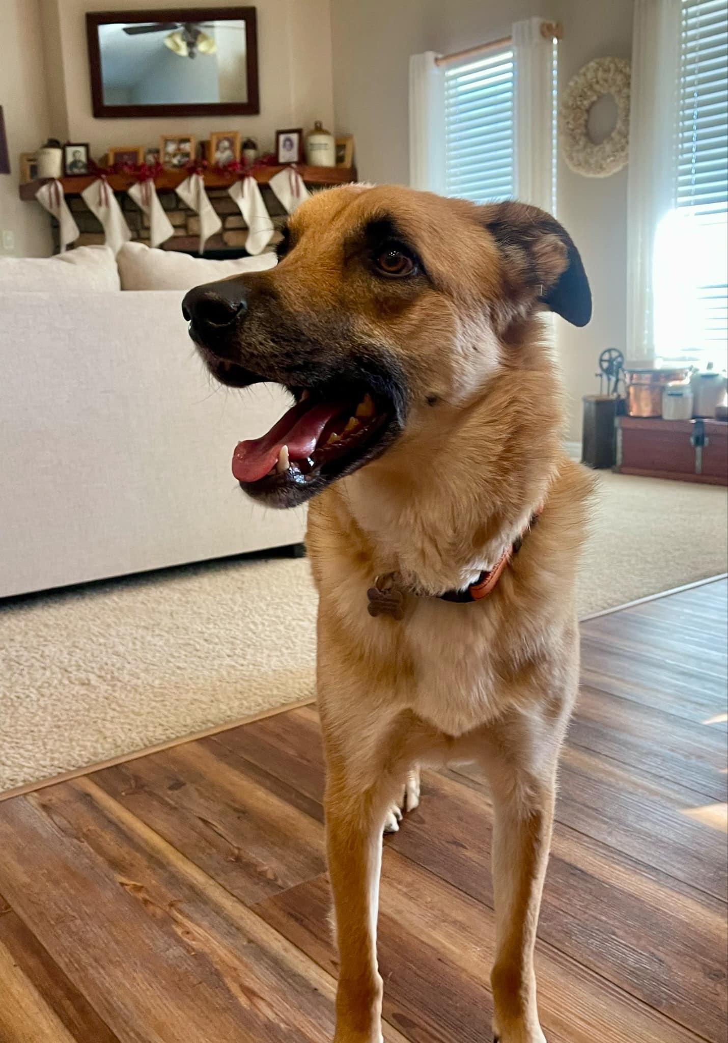 Enlarge ARCHIE, a Adopted mixed breed in Jerome, ID image 5/6
