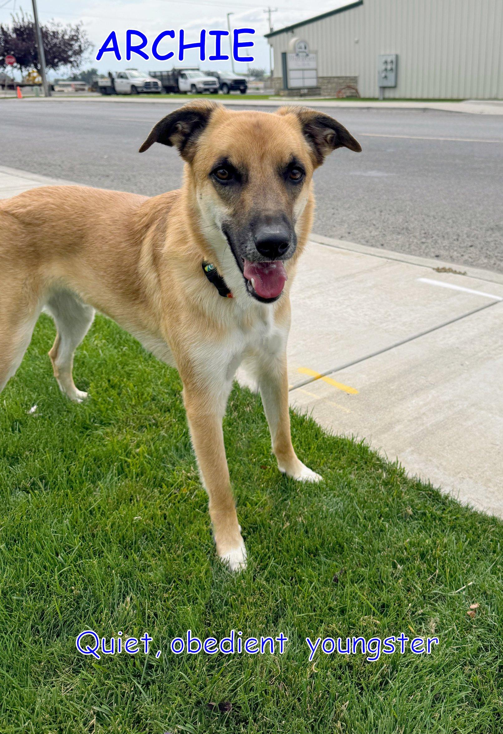 Enlarge ARCHIE, a Adopted mixed breed in Jerome, ID image 6/6