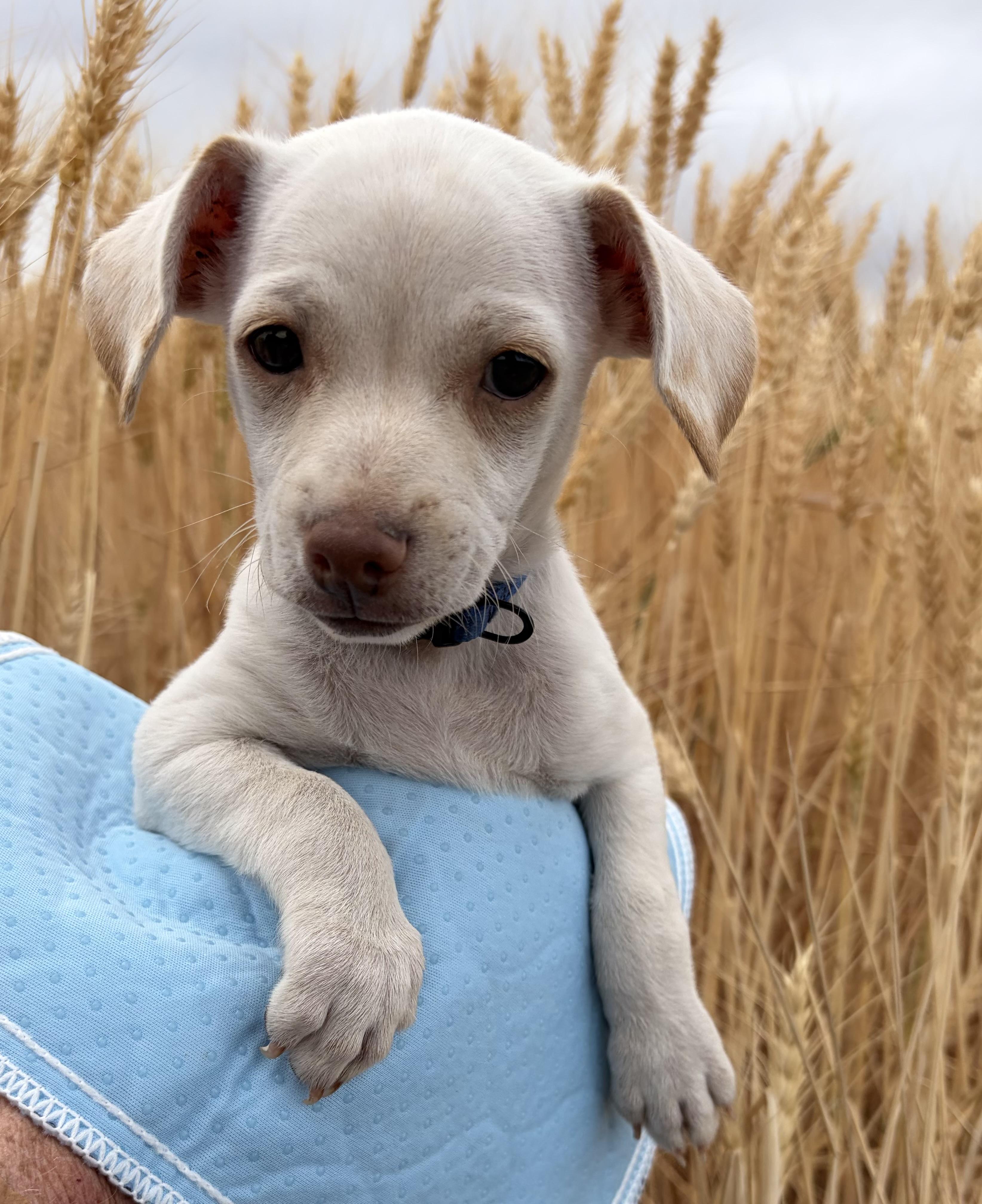Freddie, adoptable, Puppy Male Chihuahua.