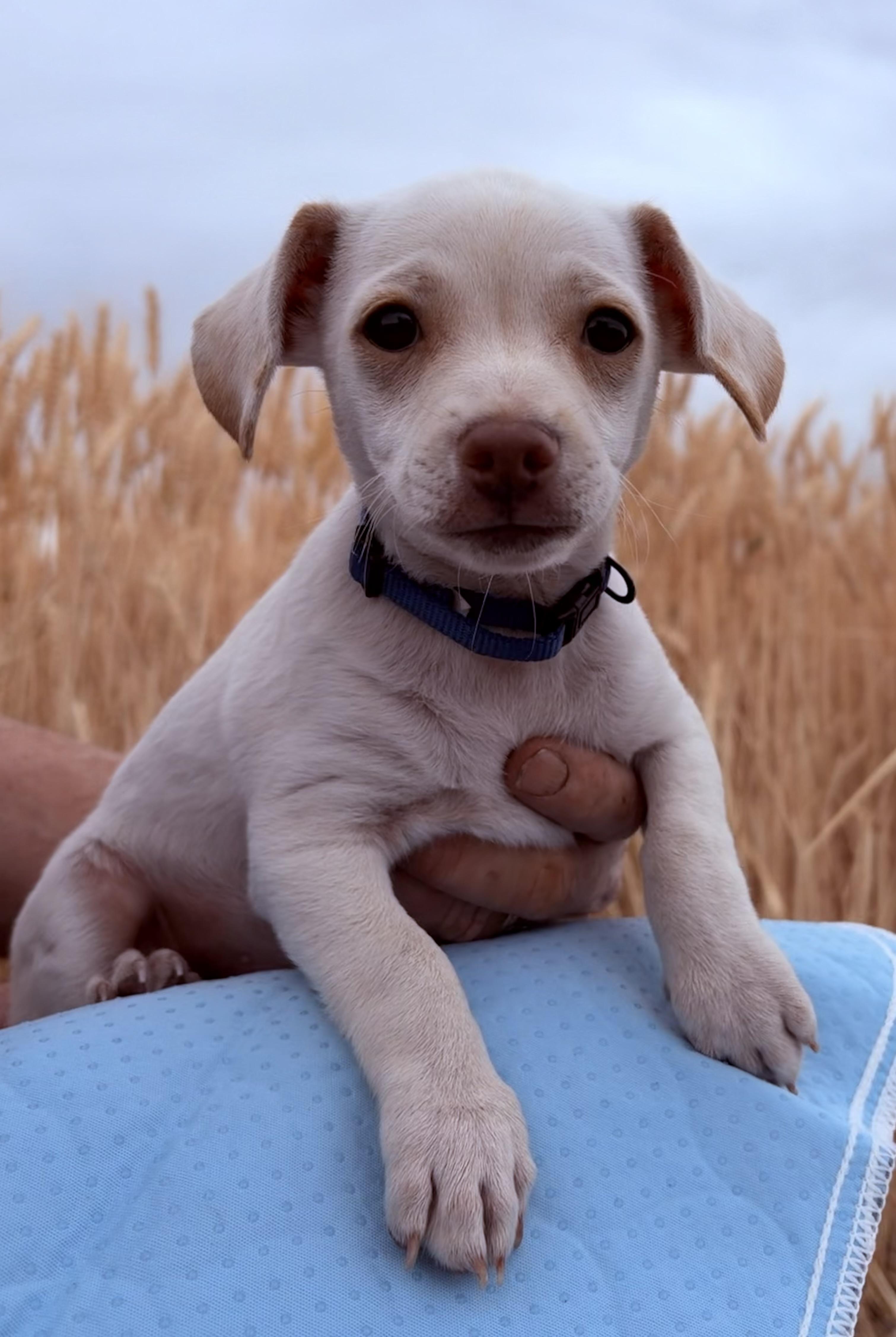 Freddie, an adoptable Chihuahua in Bonney Lake, WA image 3/4