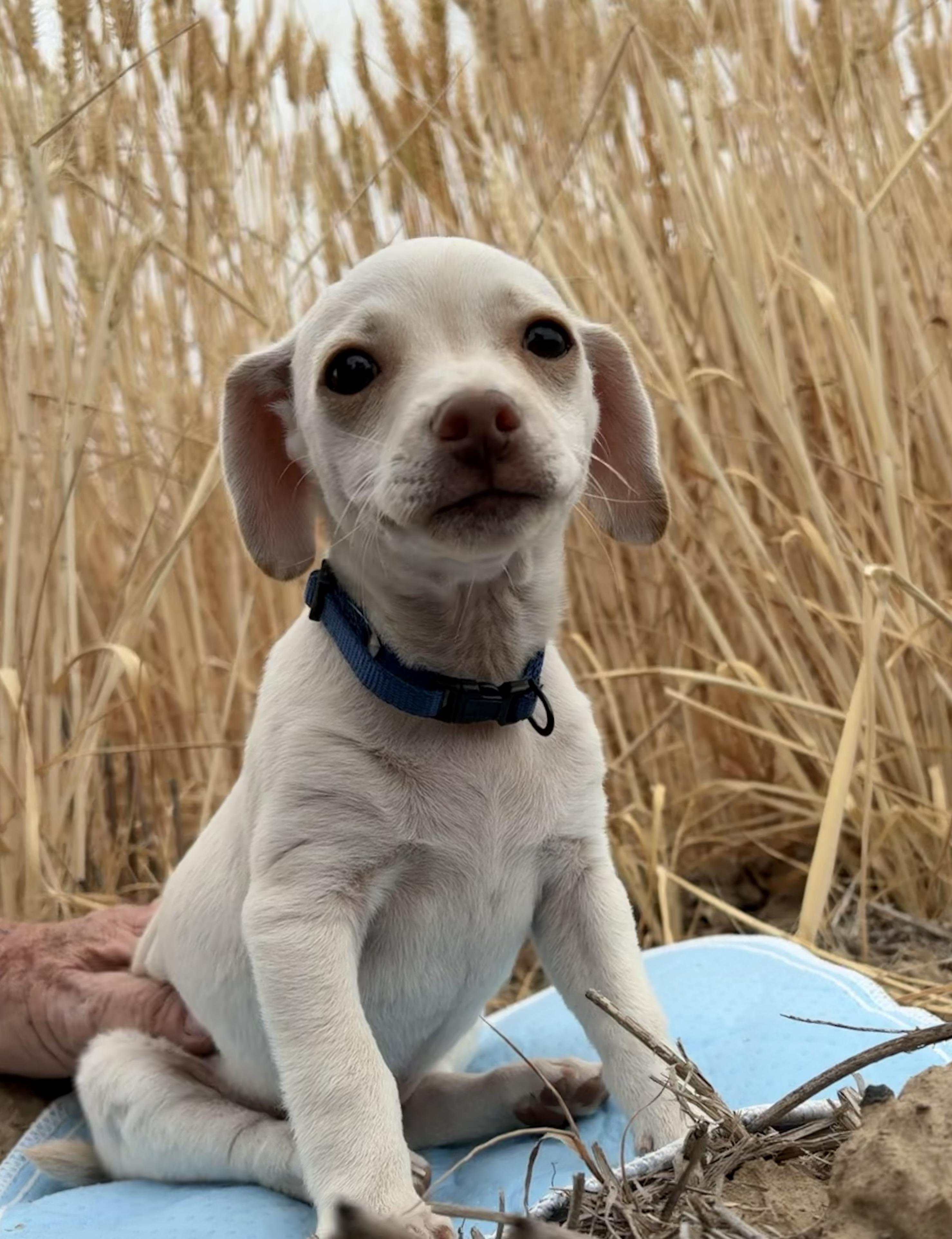 Freddie, an adoptable Chihuahua in Bonney Lake, WA image 4/4