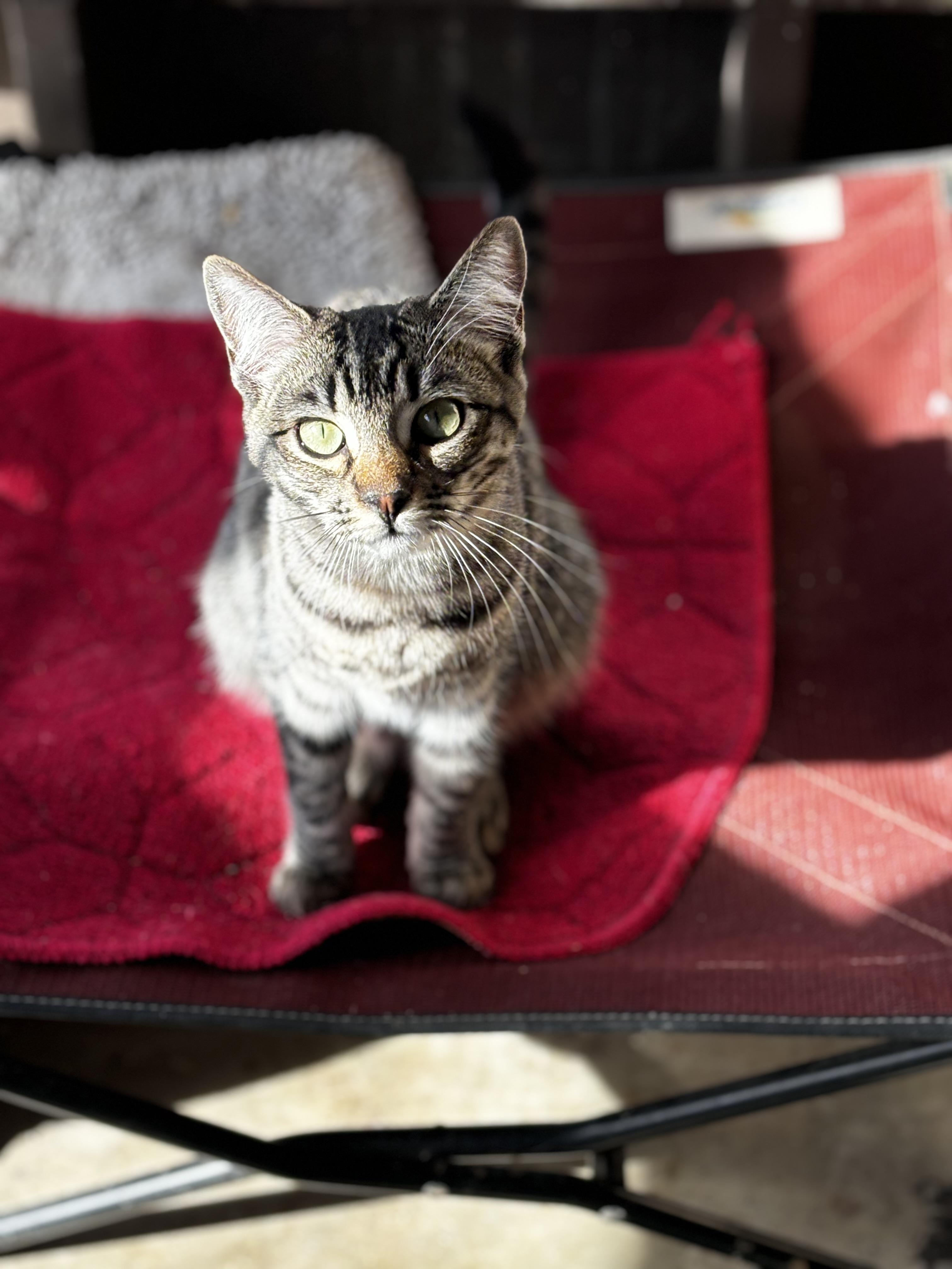 Annie, Adoptable, Young Female Domestic Short Hair.