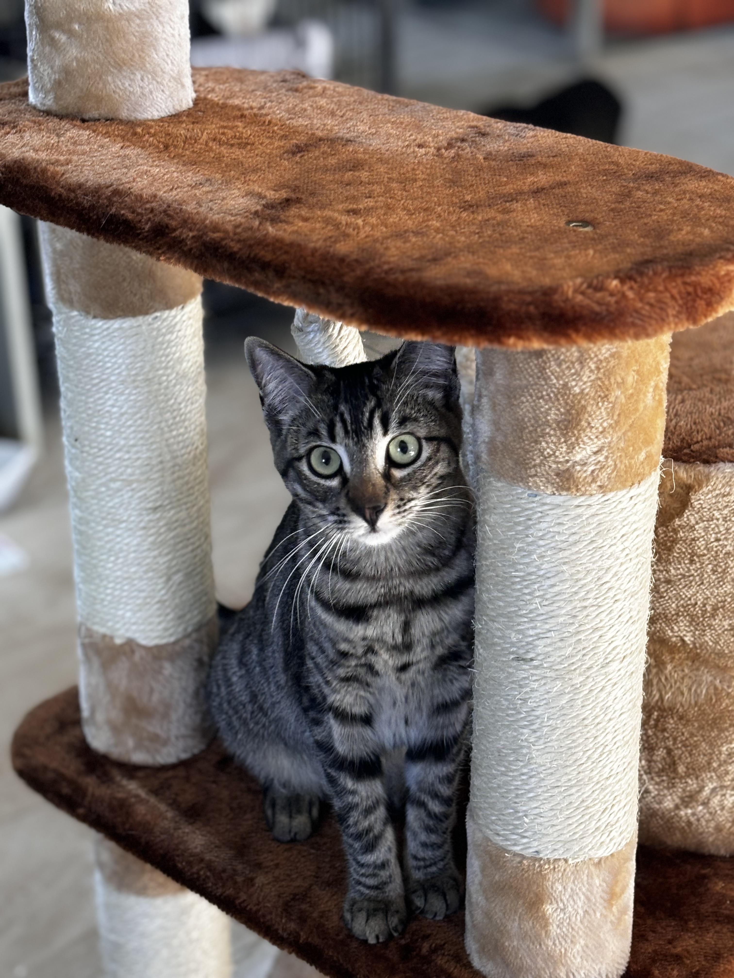 Annie, a Adoptable Domestic Short Hair in Helendale, CA image 2/3