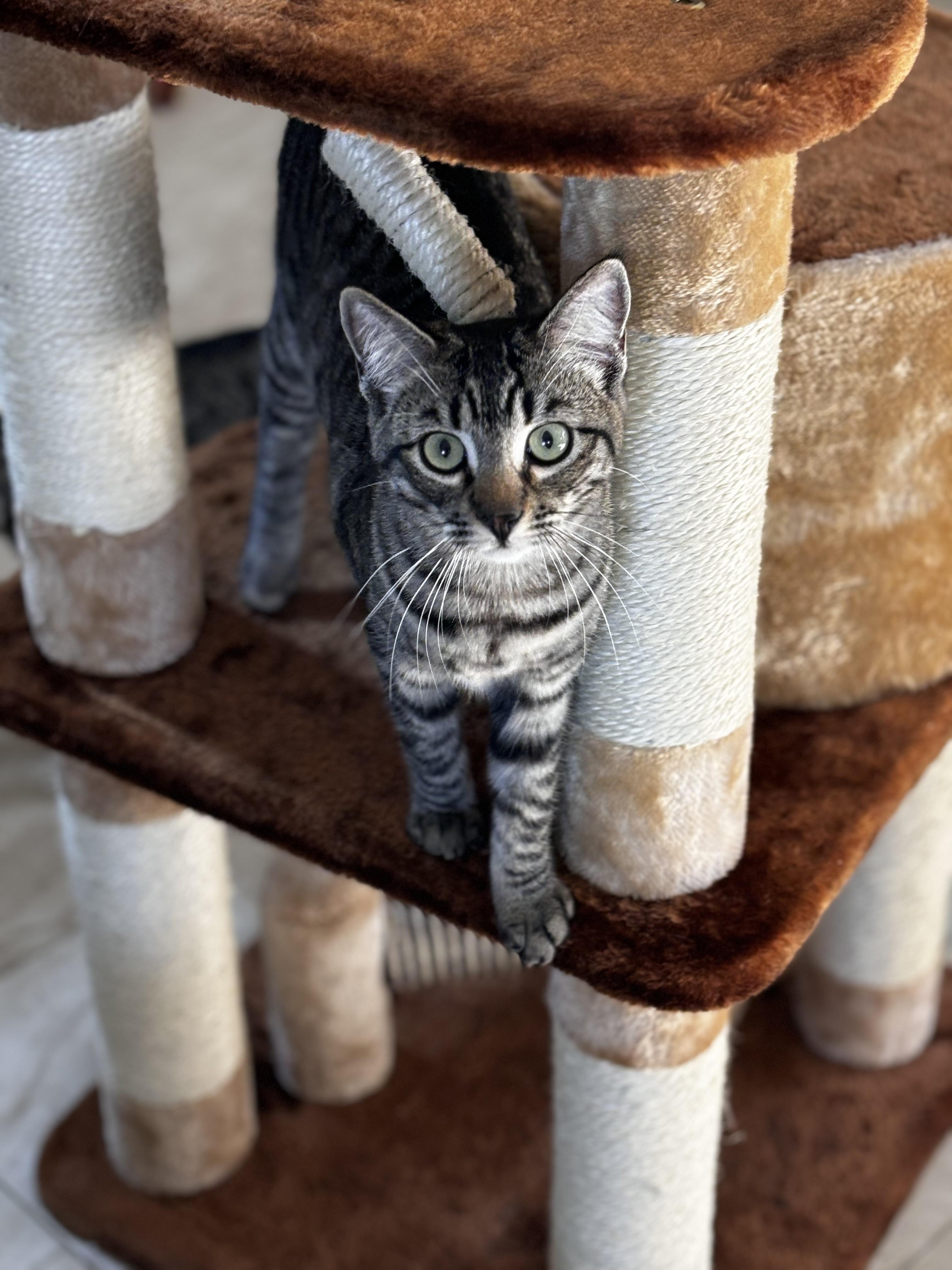 Annie, a Adoptable Domestic Short Hair in Helendale, CA image 3/3