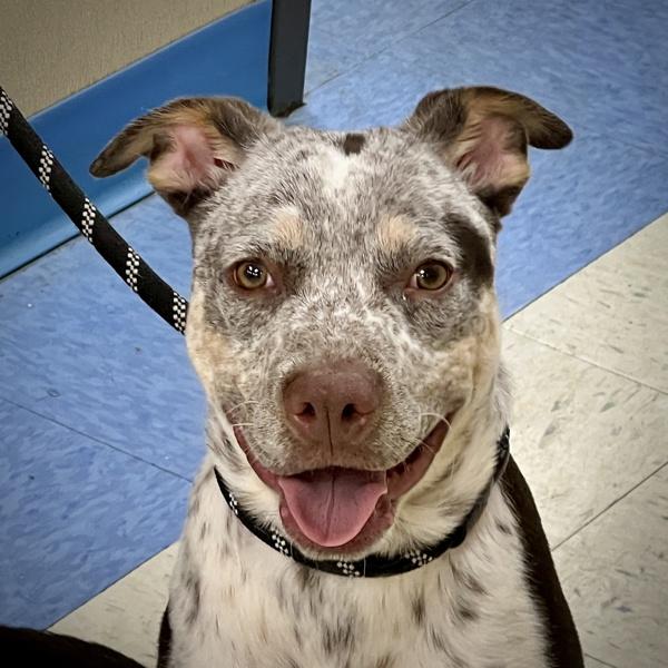 Buddy, Adoptable, Young Male Australian Cattle Dog / Blue Heeler.