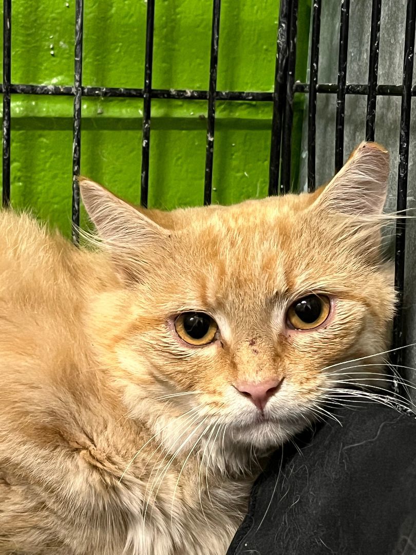 Gus Gus, Adopted, Young Male Domestic Medium Hair.