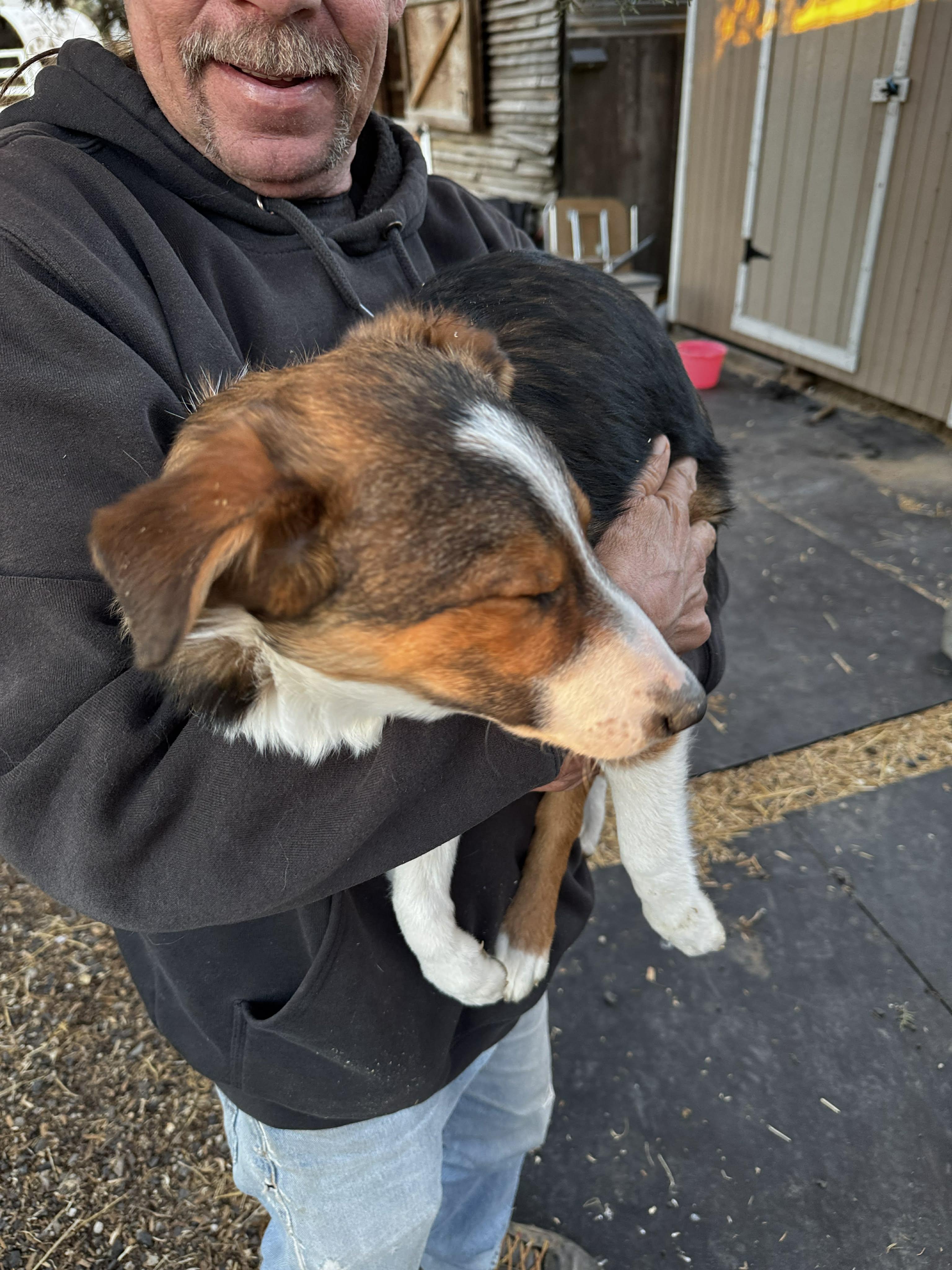 Enlarge  Border Collie / Aussie Pups , a ADOPTABLE mixed breed in Bend, OR image 2/5