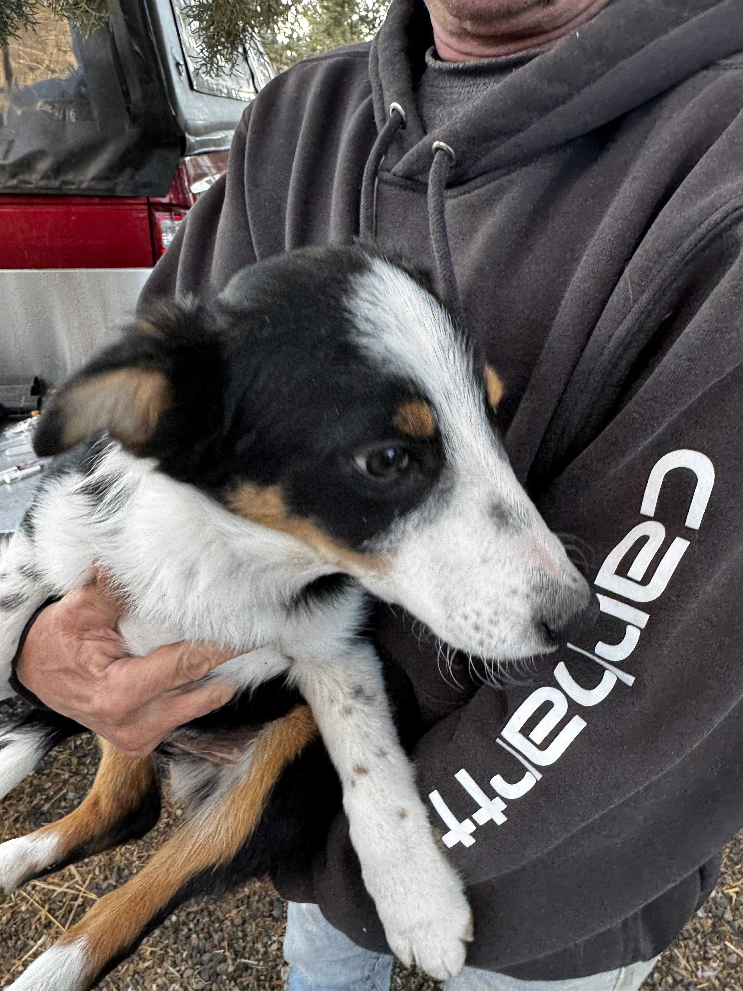 Enlarge  Border Collie / Aussie Pups , a ADOPTABLE mixed breed in Bend, OR image 5/5