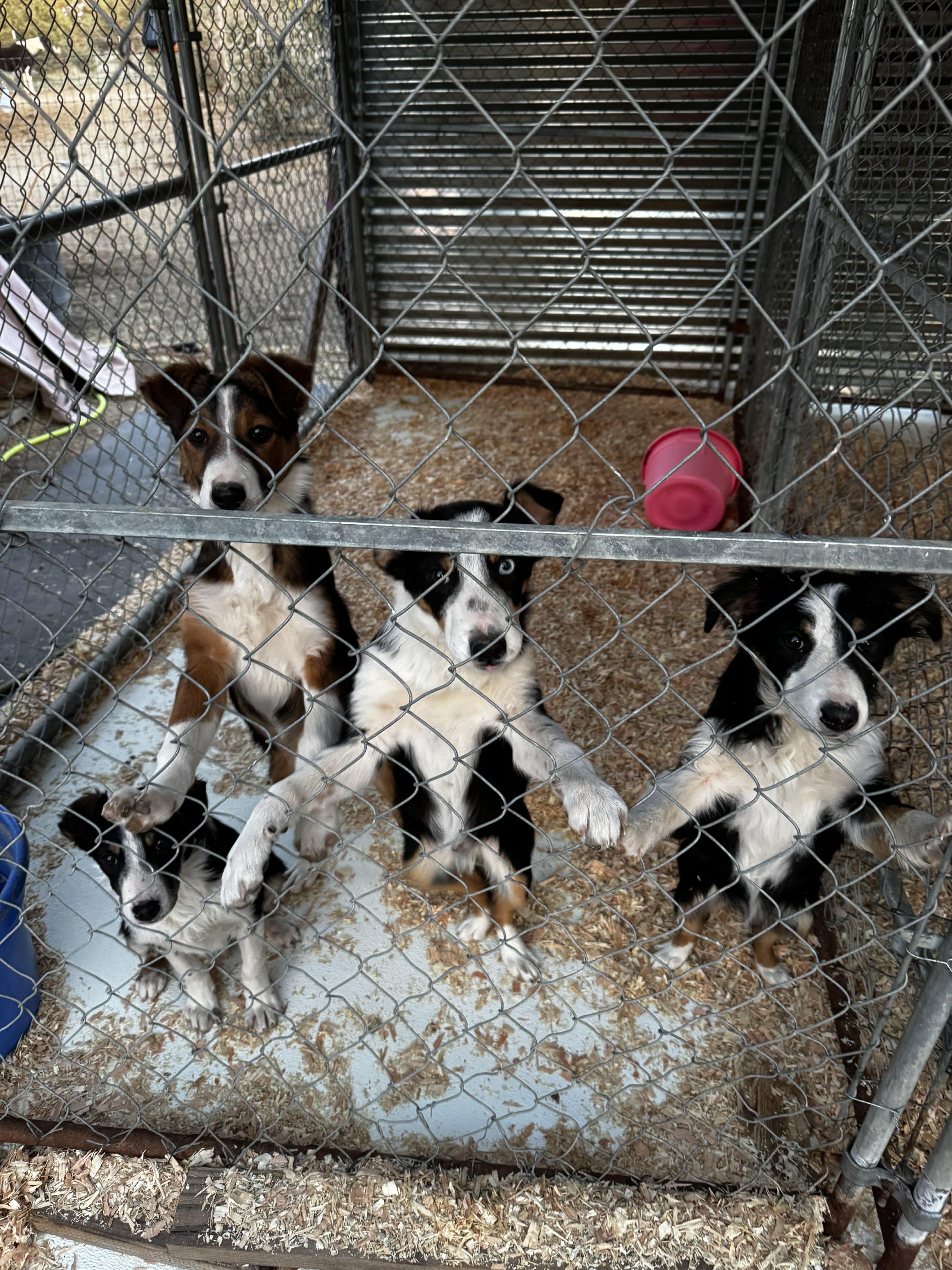 Border Collie / Aussie Pups , ADOPTABLE, Puppy Male Border Collie & Australian Shepherd.