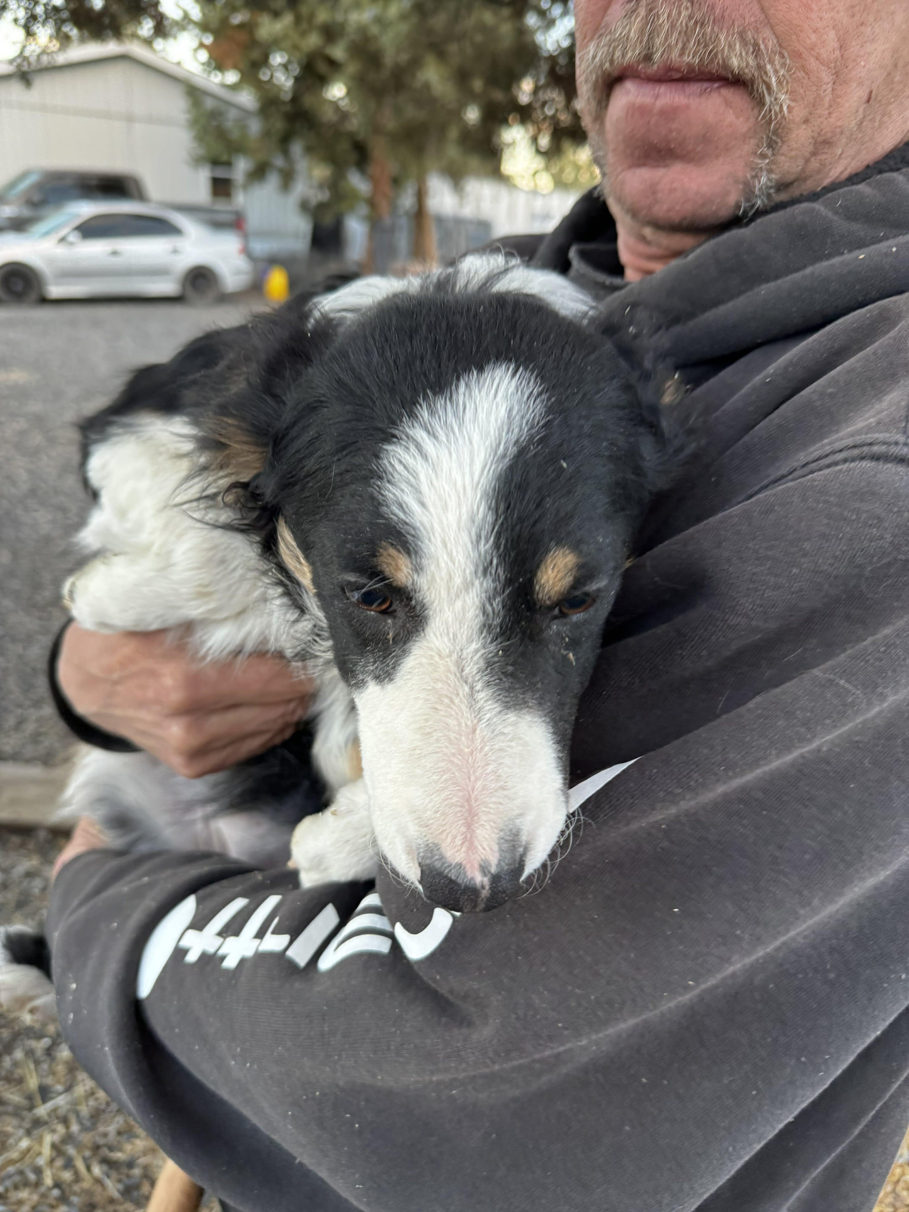 Enlarge  Border Collie / Aussie Pups , a ADOPTABLE mixed breed in Bend, OR image 3/5