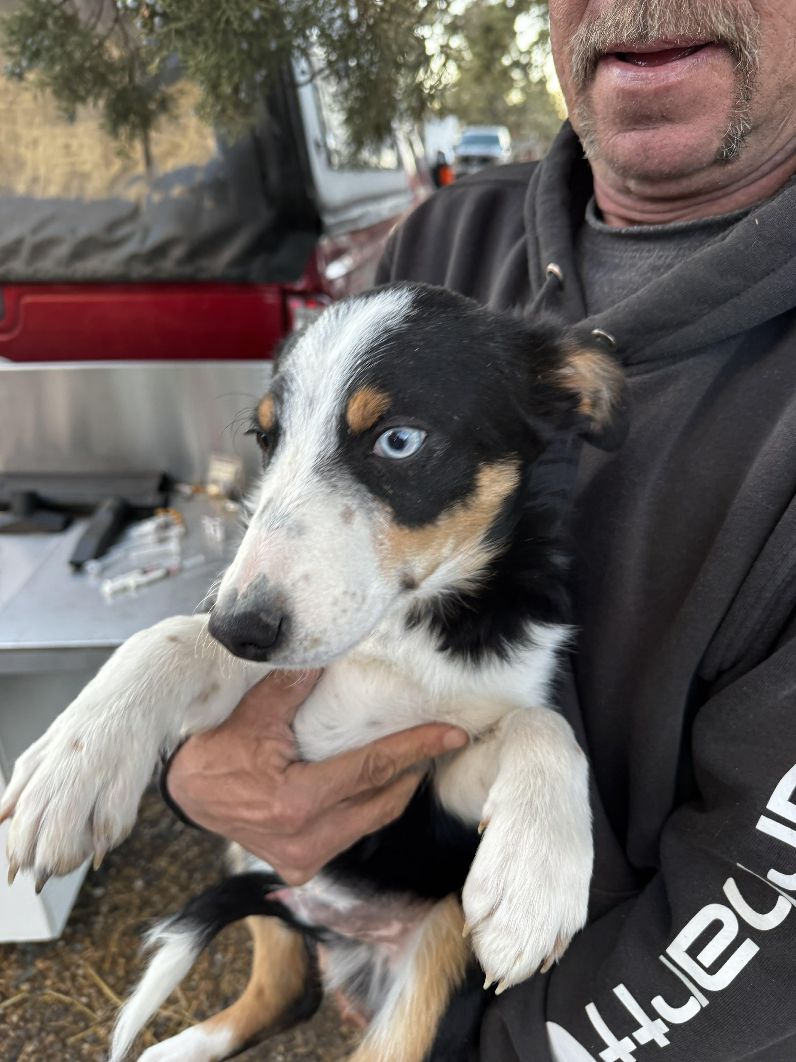 Enlarge  Border Collie / Aussie Pups , a ADOPTABLE mixed breed in Bend, OR image 4/5