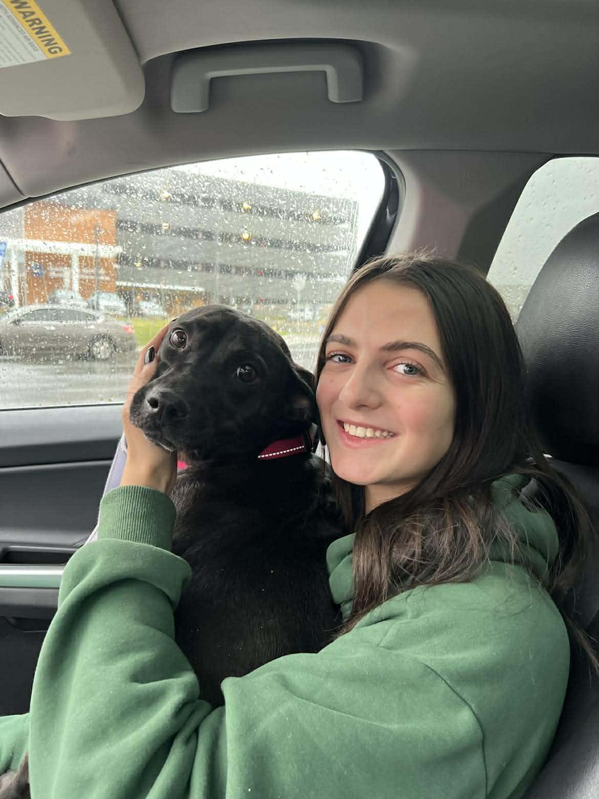 Tilly, Adoptable, Adult Female Labrador Retriever.